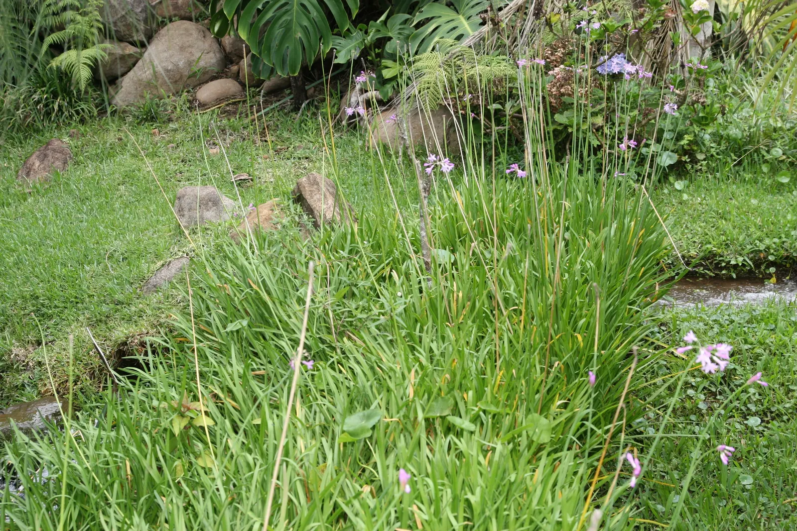 Society Garlic (Tulbaghia Violacea) — strap-like foliage and clusters of violet
