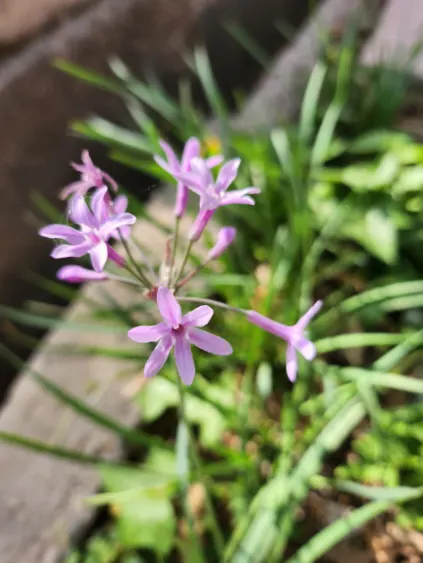 Society Garlic (Tulbaghia Violacea) — Throughout the summer and into early fall