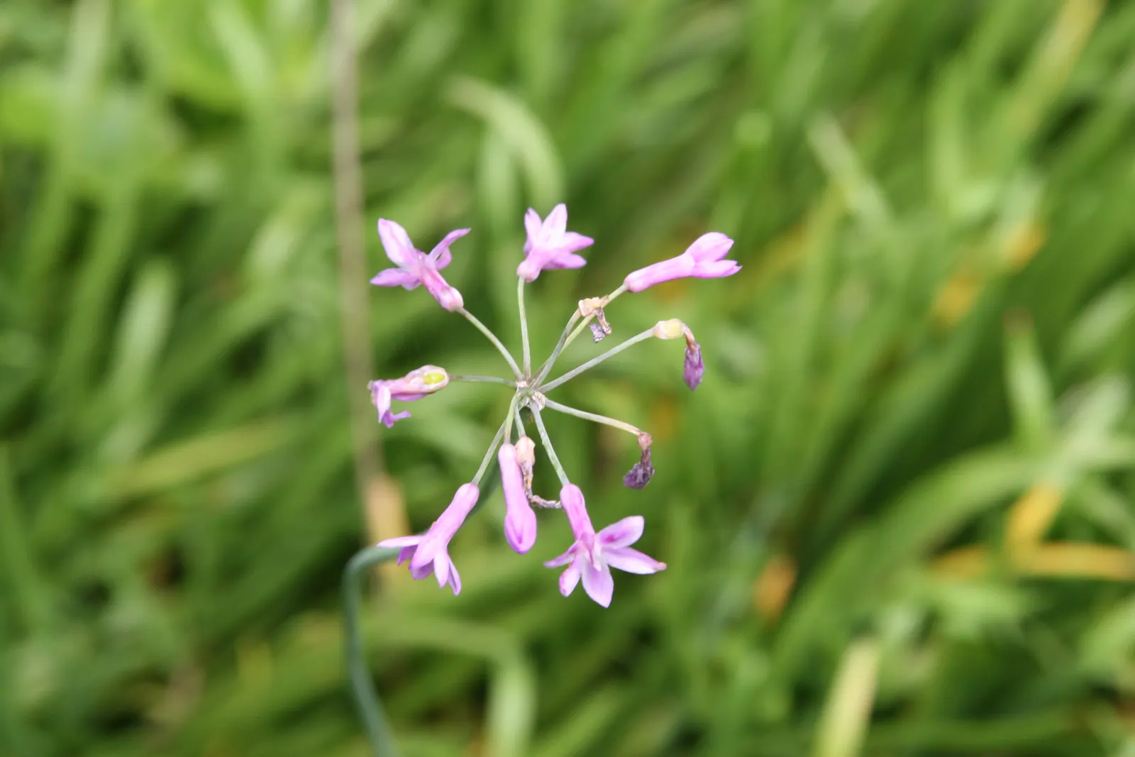 Society Garlic (Tulbaghia Violacea) — ensuring it as a steadfast choice for an array of design aesthetics; lavender flowers in the garden, image 63