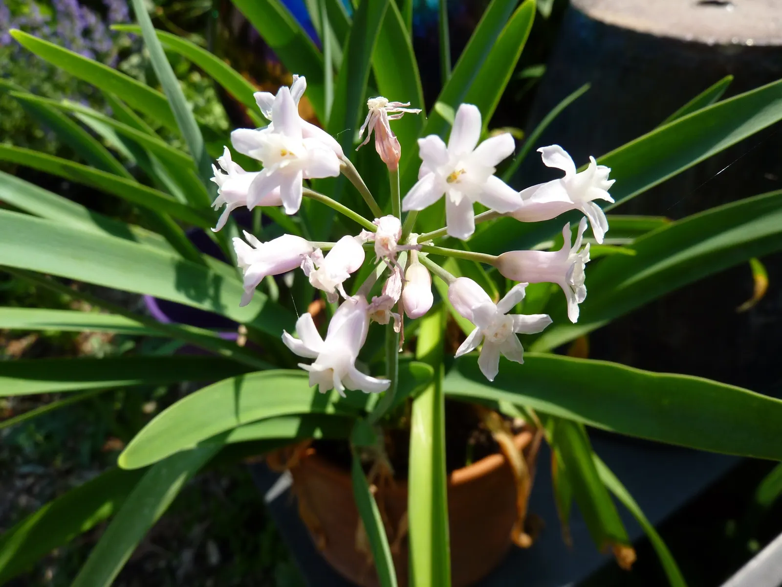 Society Garlic (Tulbaghia Violacea) — star-shaped lavender-pink flowers atop slender; making it a sustainable choice for water-wise gardens, image 56