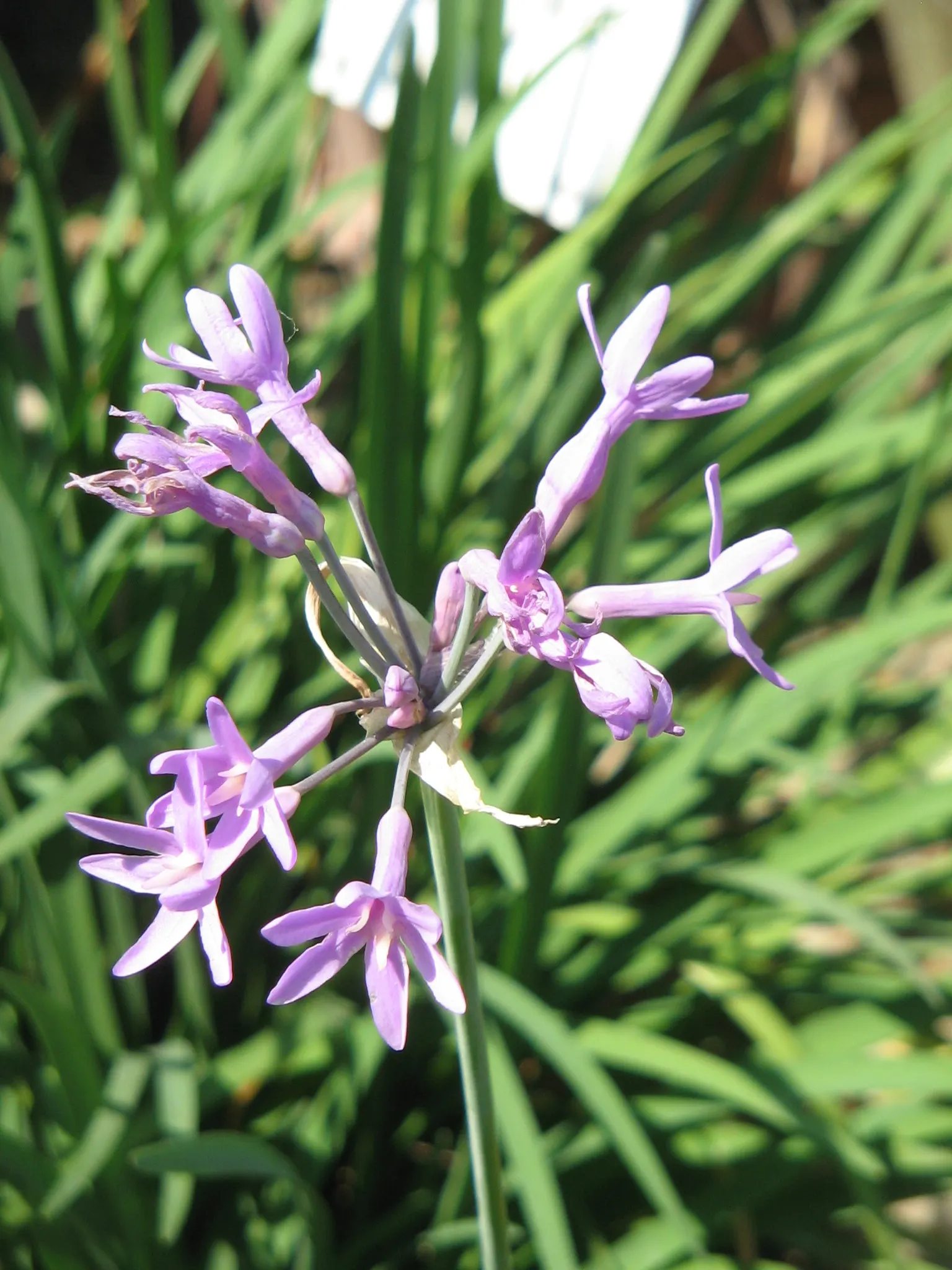 Society Garlic (Tulbaghia Violacea) — Society Garlic (Tulbaghia violacea) is a perennial herb standing 18-24 inches tall; thrives in full sun to, image 89