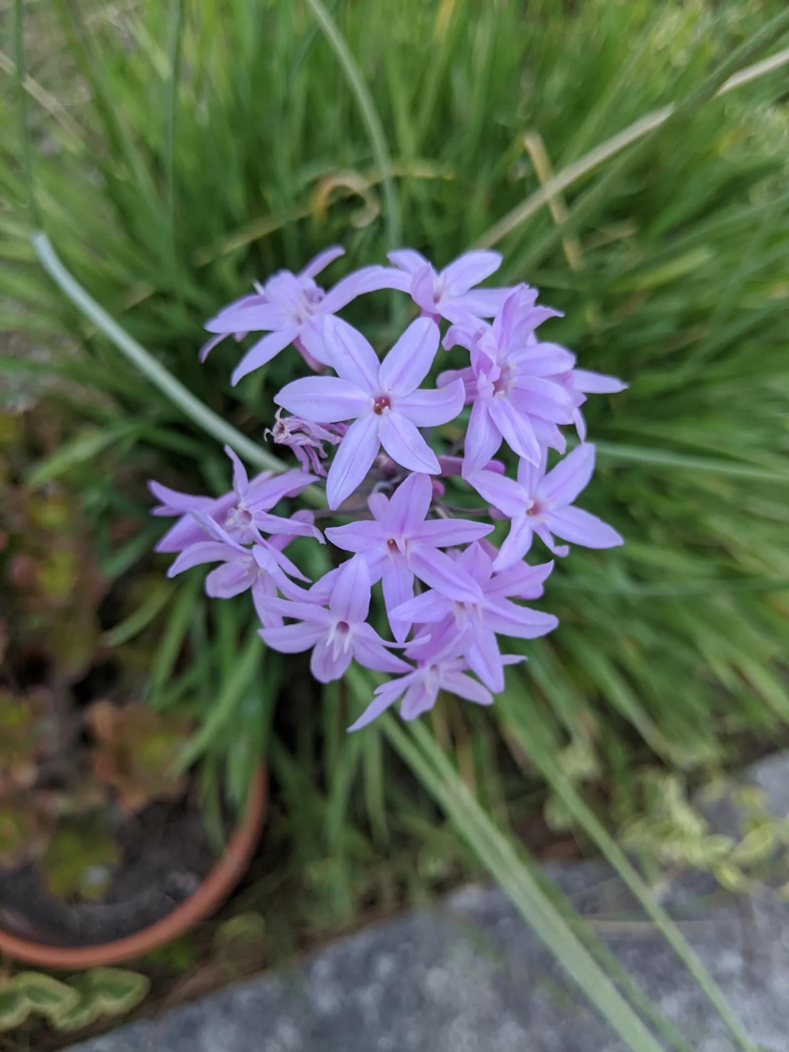 Society Garlic (Tulbaghia Violacea) — becomes remarkably drought-tolerant