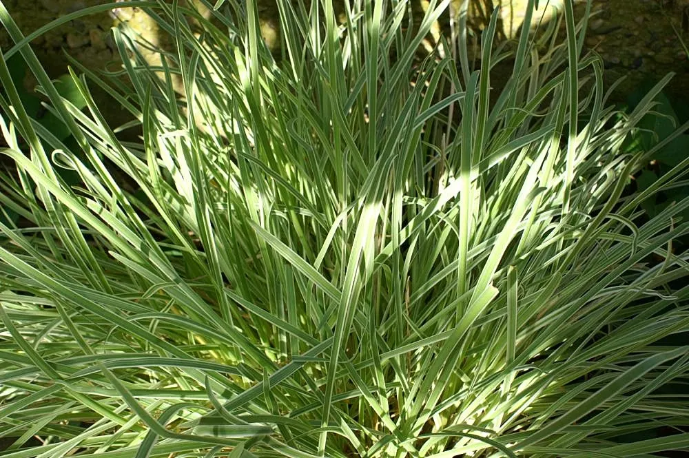 Society Garlic (Tulbaghia Violacea) — Society Garlic (Tulbaghia violacea) is a perennial herb standing 18-24 inches tall