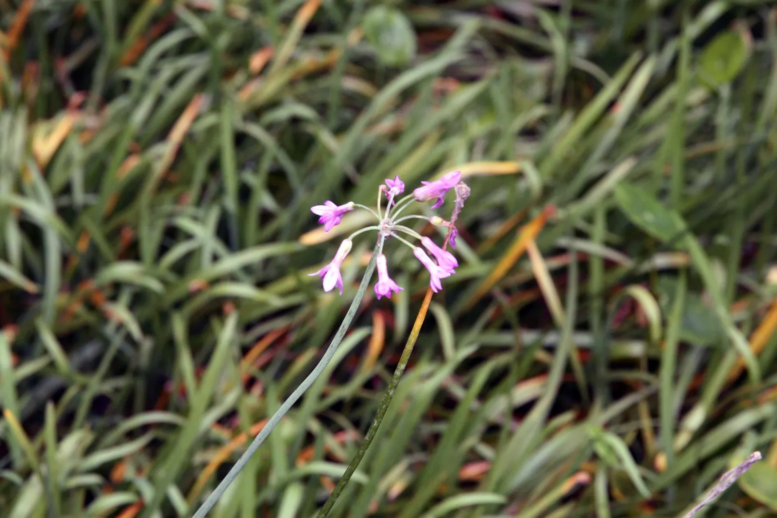 Society Garlic (Tulbaghia Violacea) — Society Garlic (Tulbaghia violacea) is a perennial herb standing 18-24 inches tall; thrives in full sun to part shade and