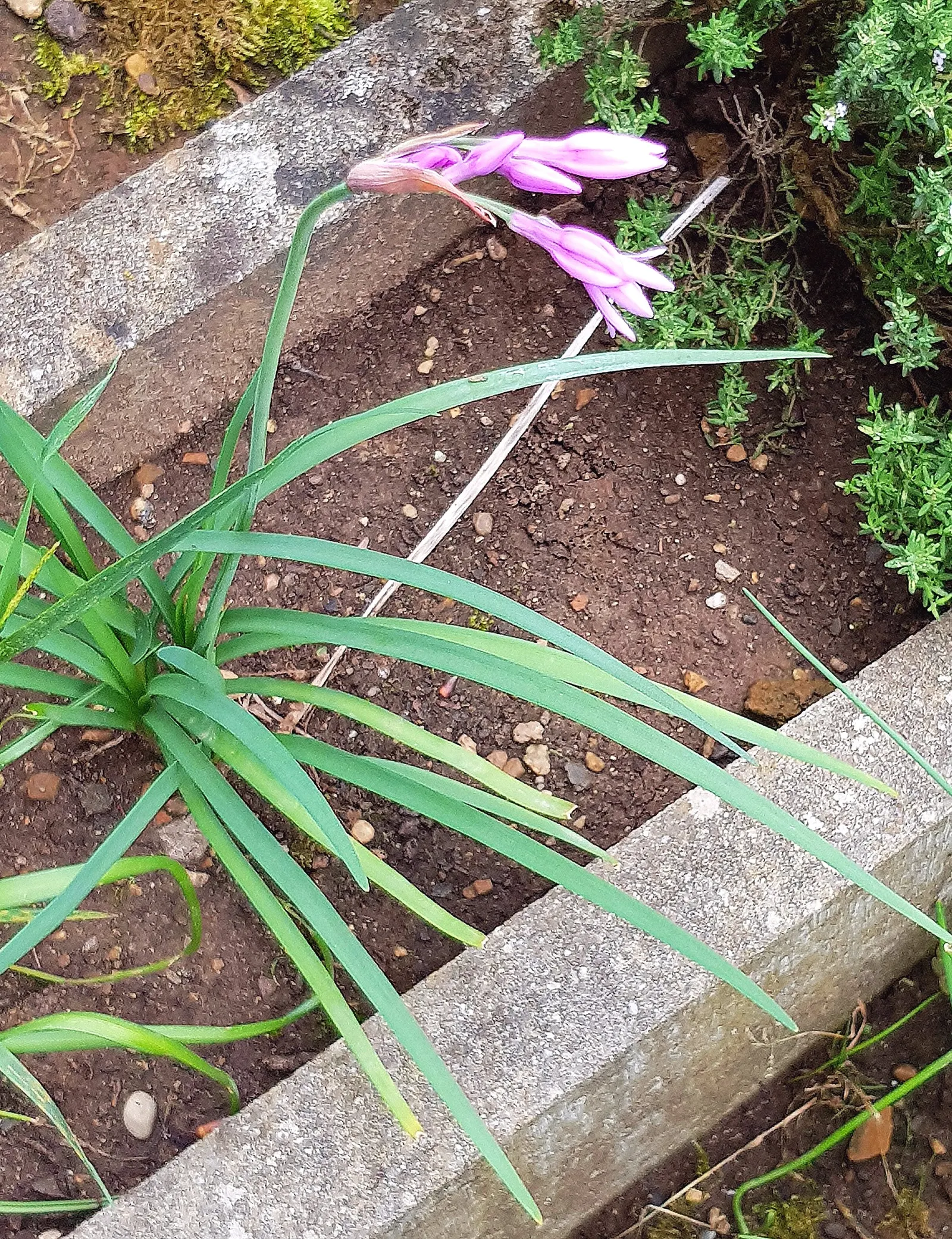Society Garlic (Tulbaghia Violacea) — becomes remarkably drought-tolerant; commonly referred to as Society Garlic, image 58