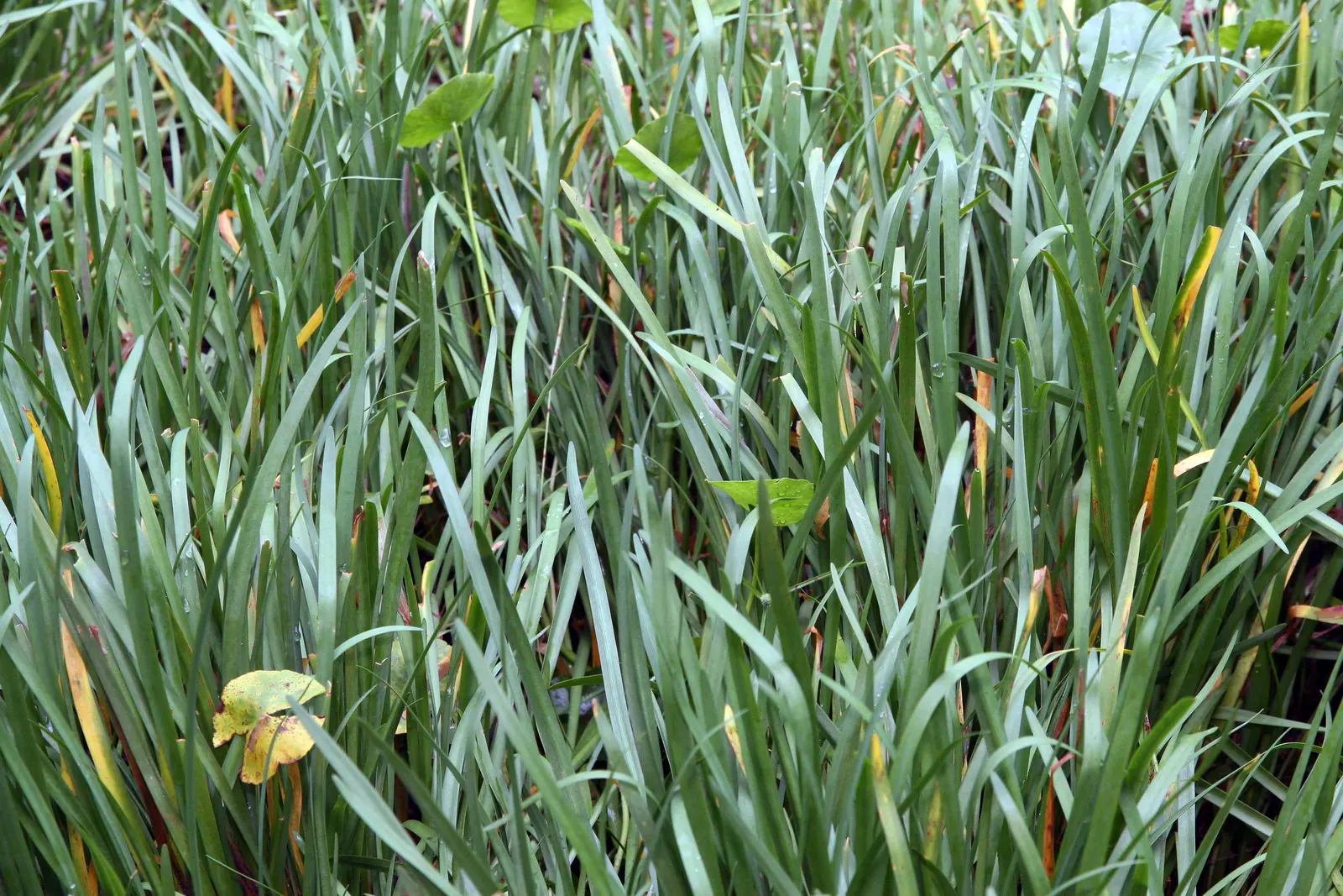 Society Garlic (Tulbaghia Violacea) — perennial for full or half or shade; ensuring it as a steadfast choice for an array of design aesthetics