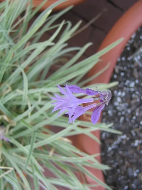 Society Garlic (Tulbaghia Violacea) — often reaching 18 to 24 inches in height and spreading up to 12 inches wide; or accent in herb gardens due to, image 75