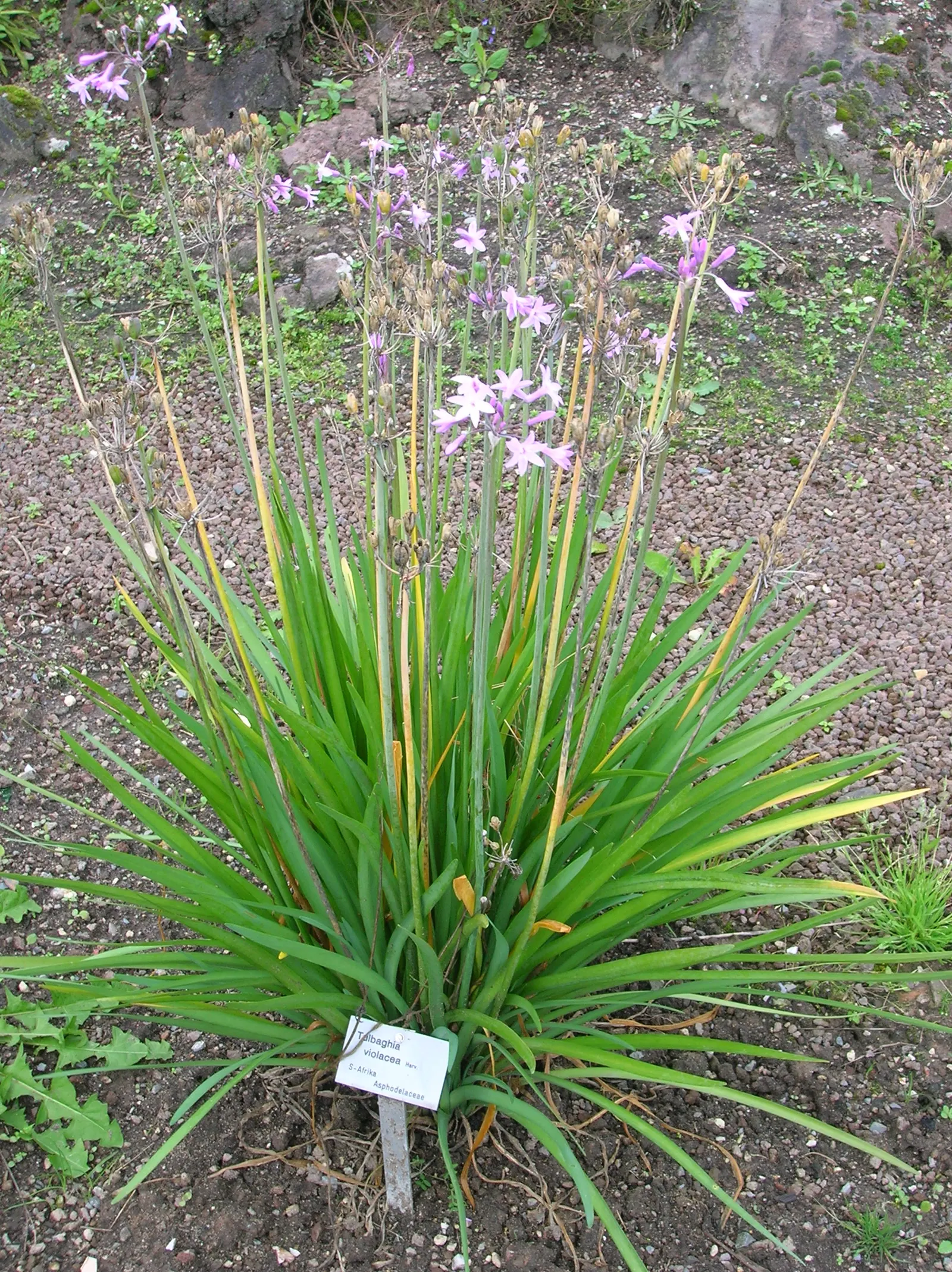 Society Garlic (Tulbaghia Violacea) — highlight Society Garlic's low maintenance; sturdy stems that rise above the foliage