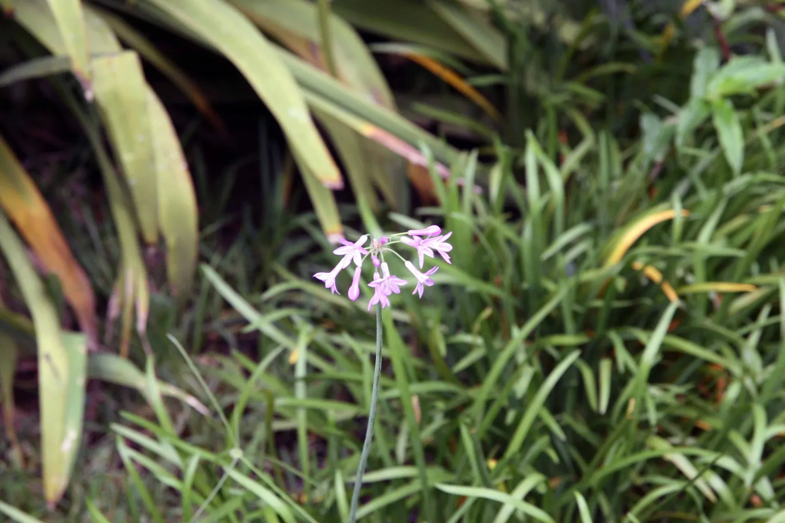 Society Garlic (Tulbaghia Violacea) — Its slender, linear leaves are strikingly aromatic, with a subtle garlic scent when crushed - hence the name, image 54