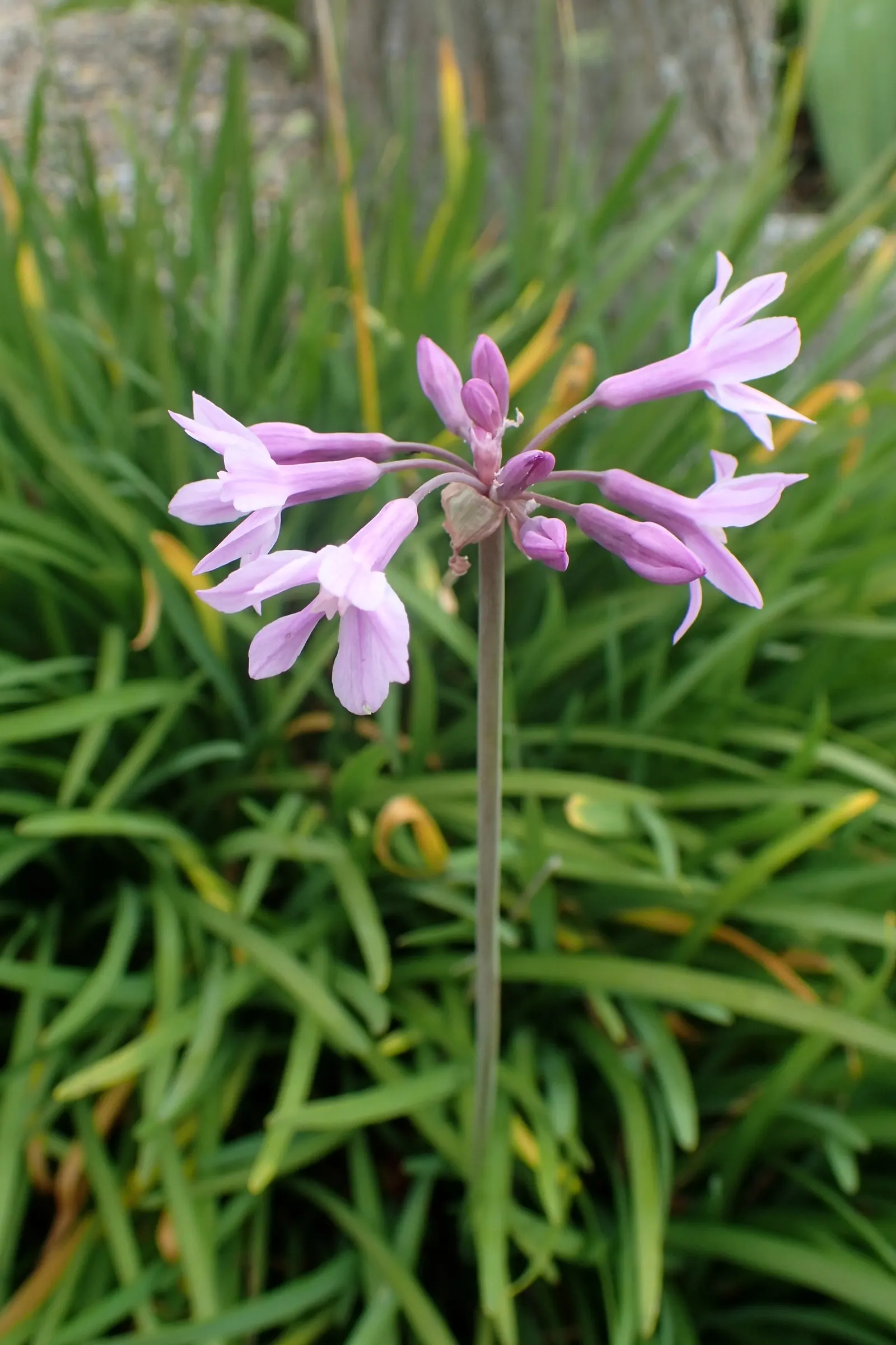 Society Garlic (Tulbaghia Violacea) — Throughout the summer and into early fall; this plant possesses a tufted, image 55