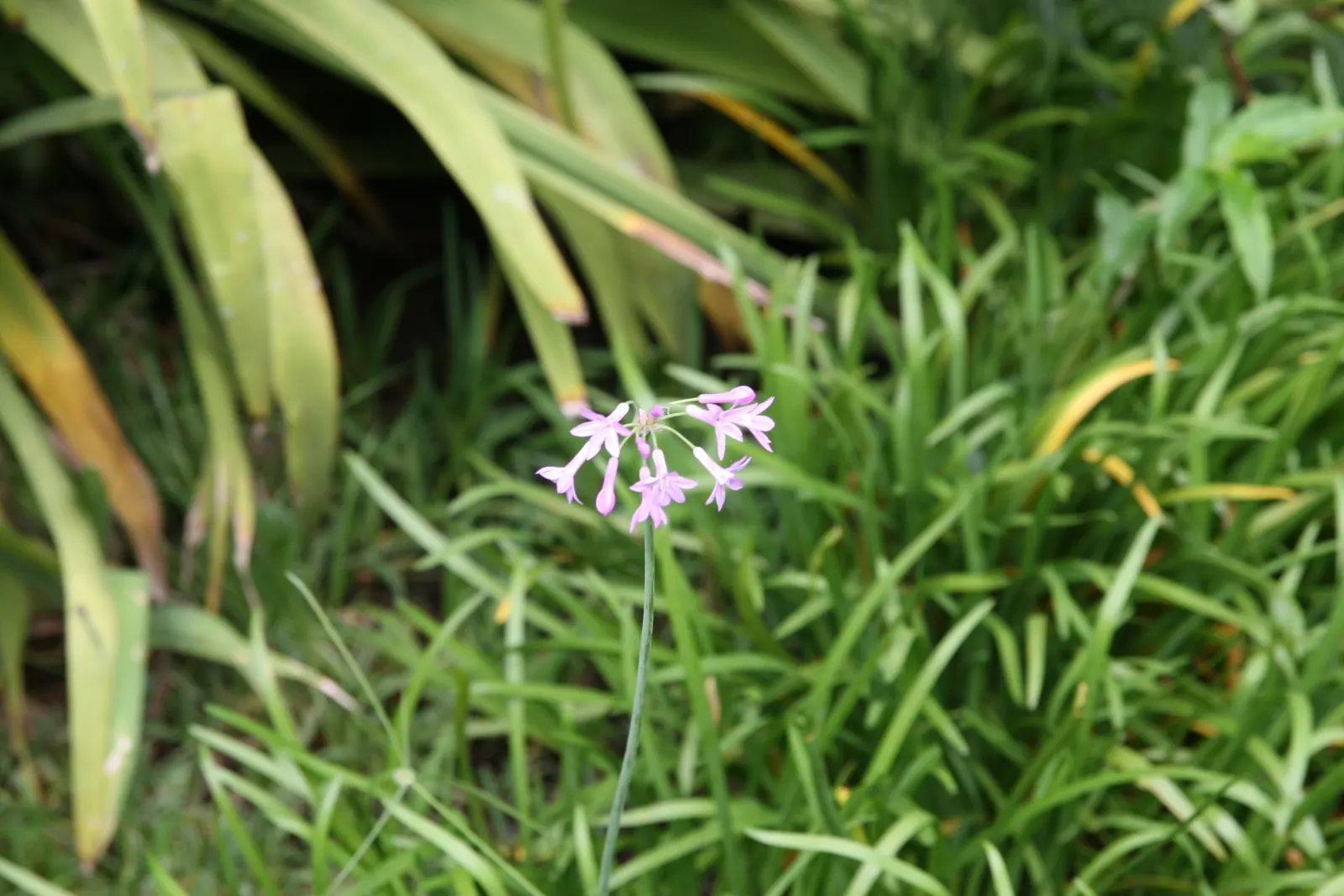 Society Garlic (Tulbaghia Violacea) — Blooms persist from summer to fall, offering a long season of color and pleasant fragrance; its compact size, image 72