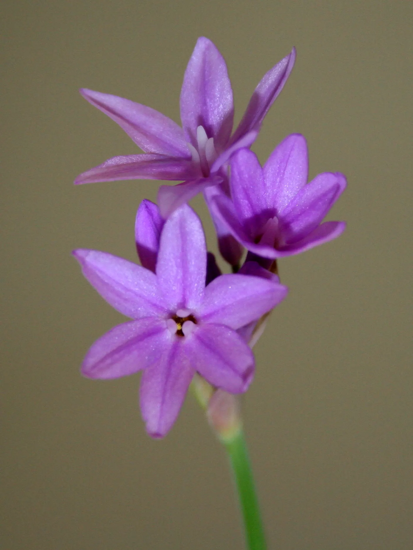 Society Garlic (Tulbaghia Violacea) — This plant possesses a tufted; often reaching 18 to 24 inches in height and spreading up to 12 inches wide, image 74