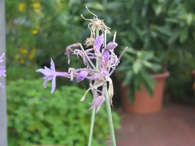 Society Garlic (Tulbaghia Violacea) — highlight Society Garlic's low maintenance; sturdy stems that rise above the foliage, image 84