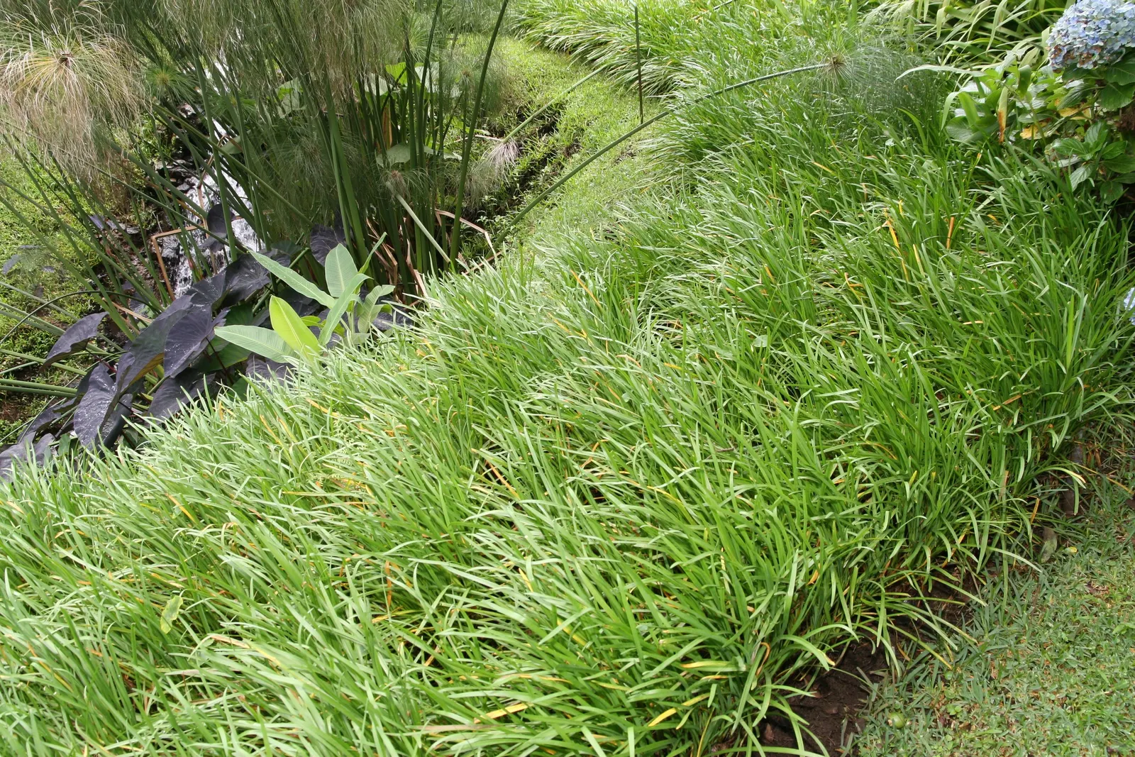 Society Garlic (Tulbaghia Violacea) — or accent in herb gardens due to its edible qualities; perennial with lavender blooms