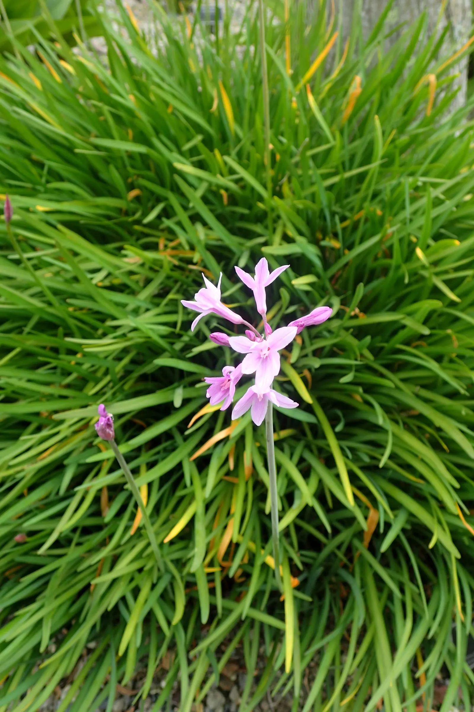 Society Garlic (Tulbaghia Violacea) — or accent in herb gardens due to its edible qualities