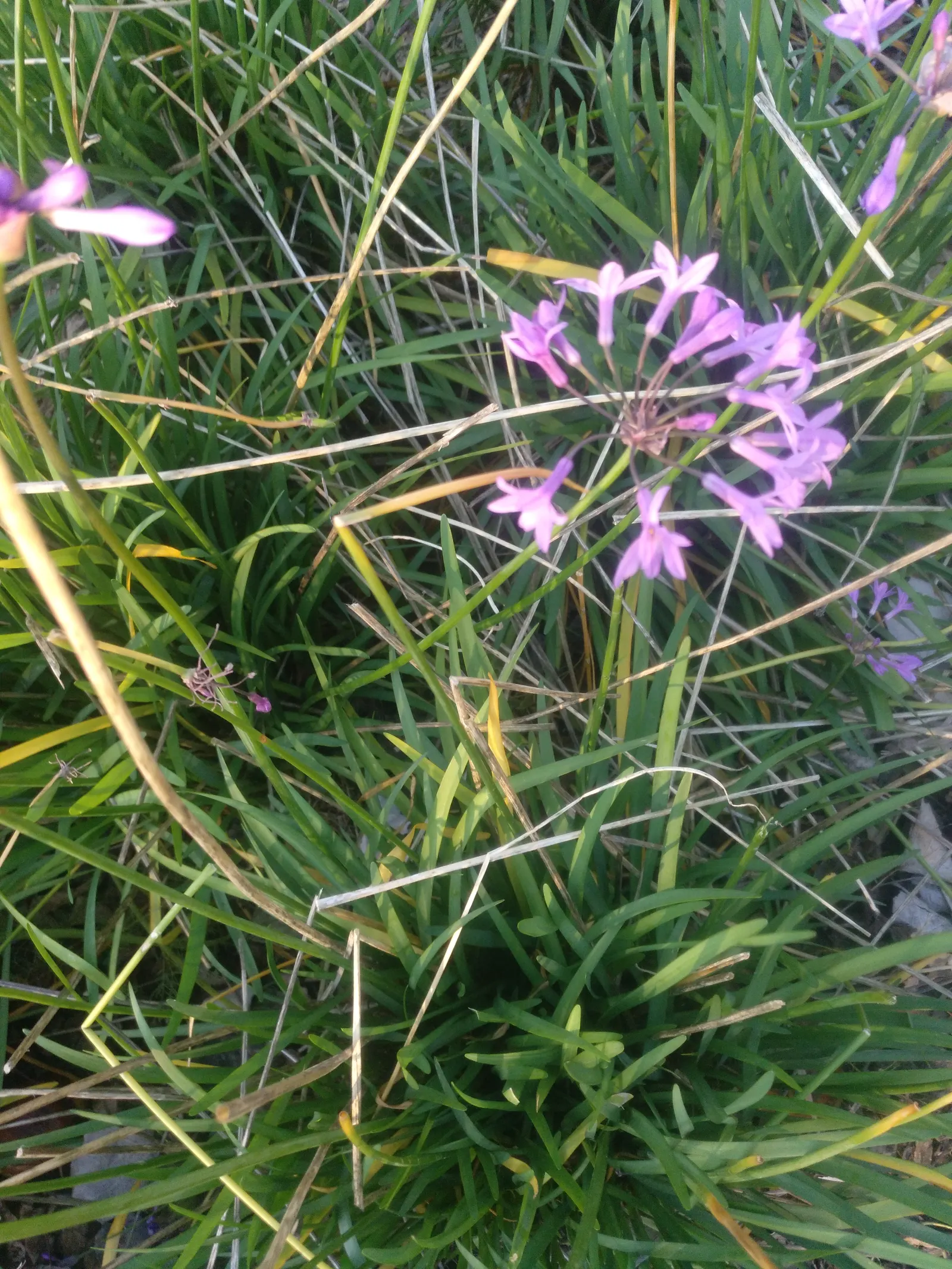 Society Garlic (Tulbaghia Violacea) — lavender flowers in the garden; it's drought-tolerant once established, making it ideal for low-water gardens, image 86
