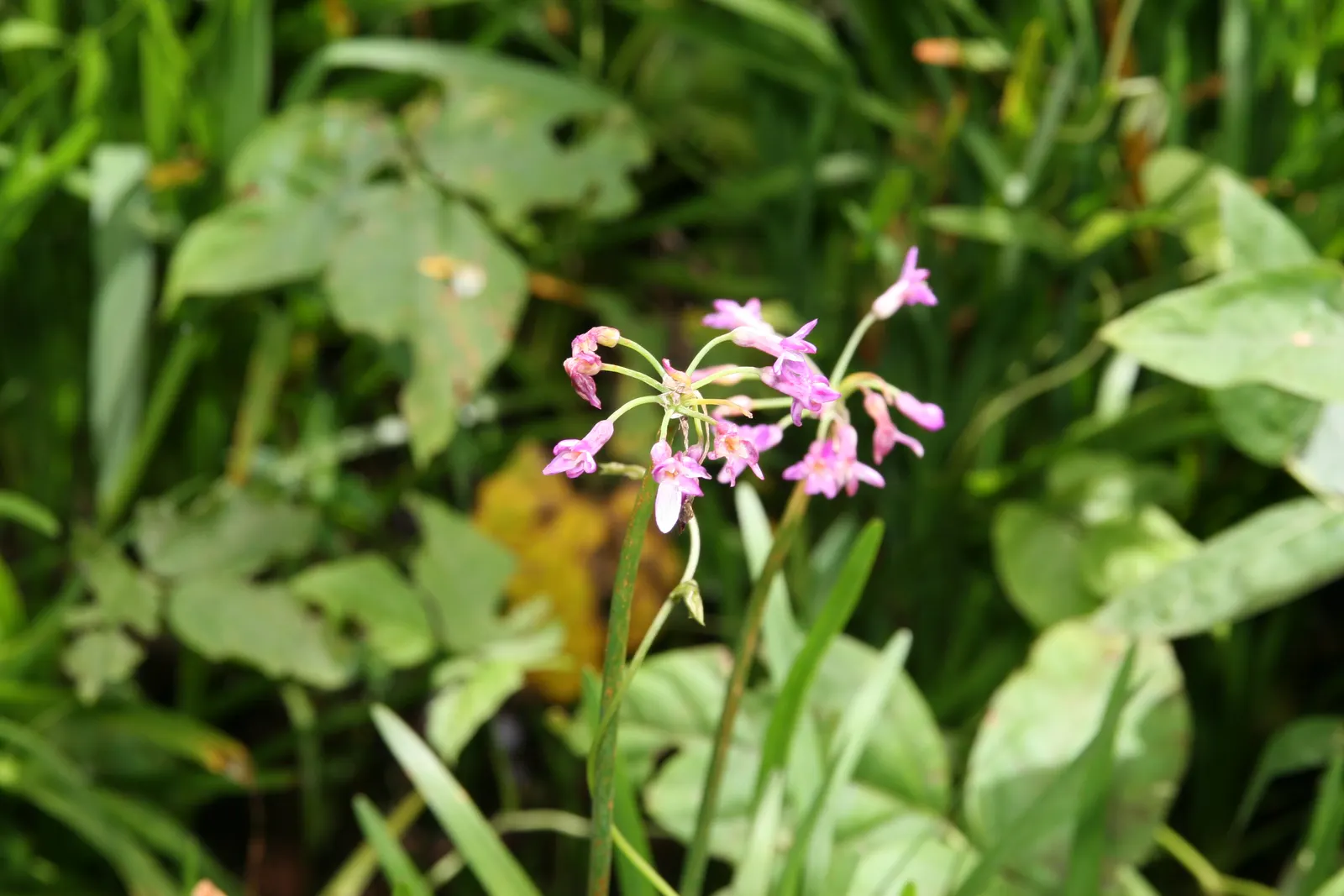 Society Garlic (Tulbaghia Violacea) — ensuring it as a steadfast choice for an array of design aesthetics; lavender flowers in the garden, image 85