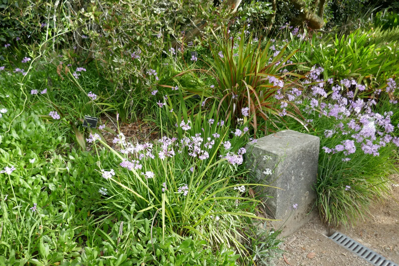 Society Garlic (Tulbaghia Violacea) — commonly referred to as Society Garlic; strap-like foliage and clusters of violet