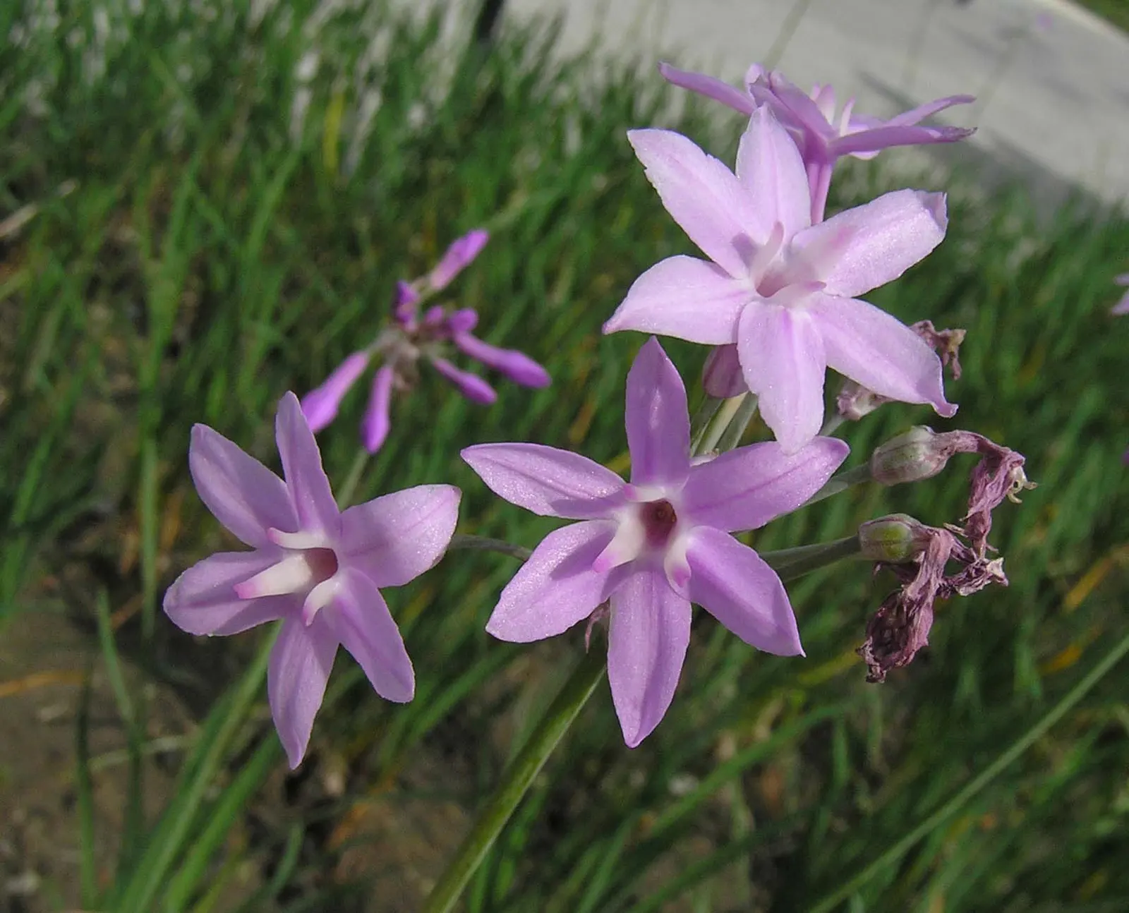 Society Garlic (Tulbaghia Violacea) — Thrives in full sun to part shade and prefers well-drained soil; tubular flowers atop slender stems, image 48