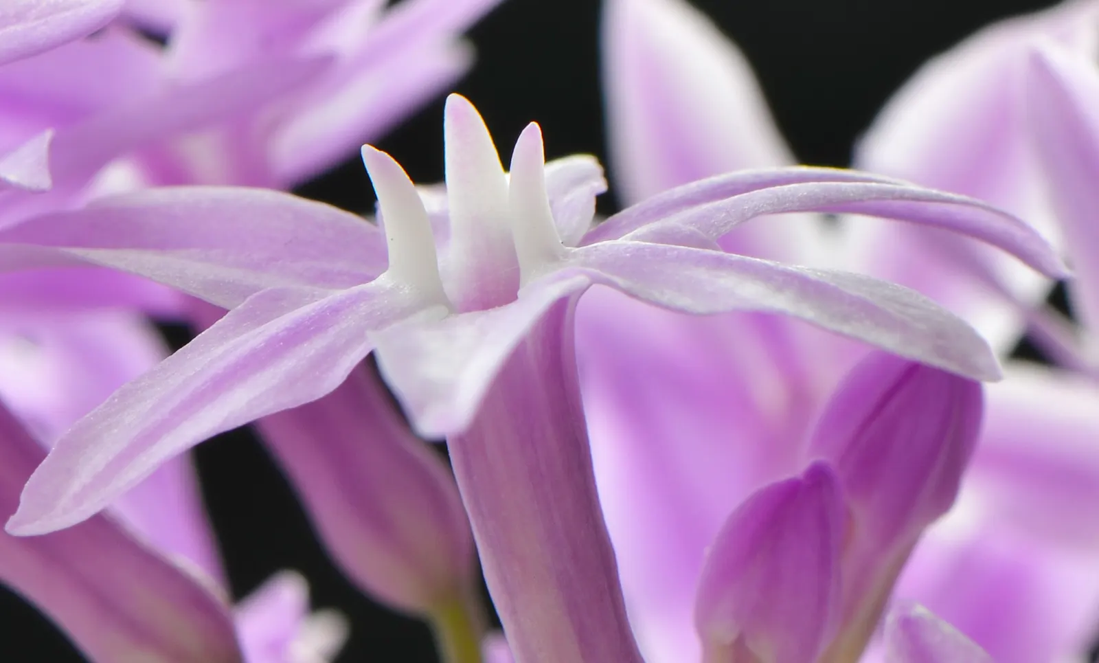 Society Garlic (Tulbaghia Violacea) — Its compact size makes it perfect for container planting as well