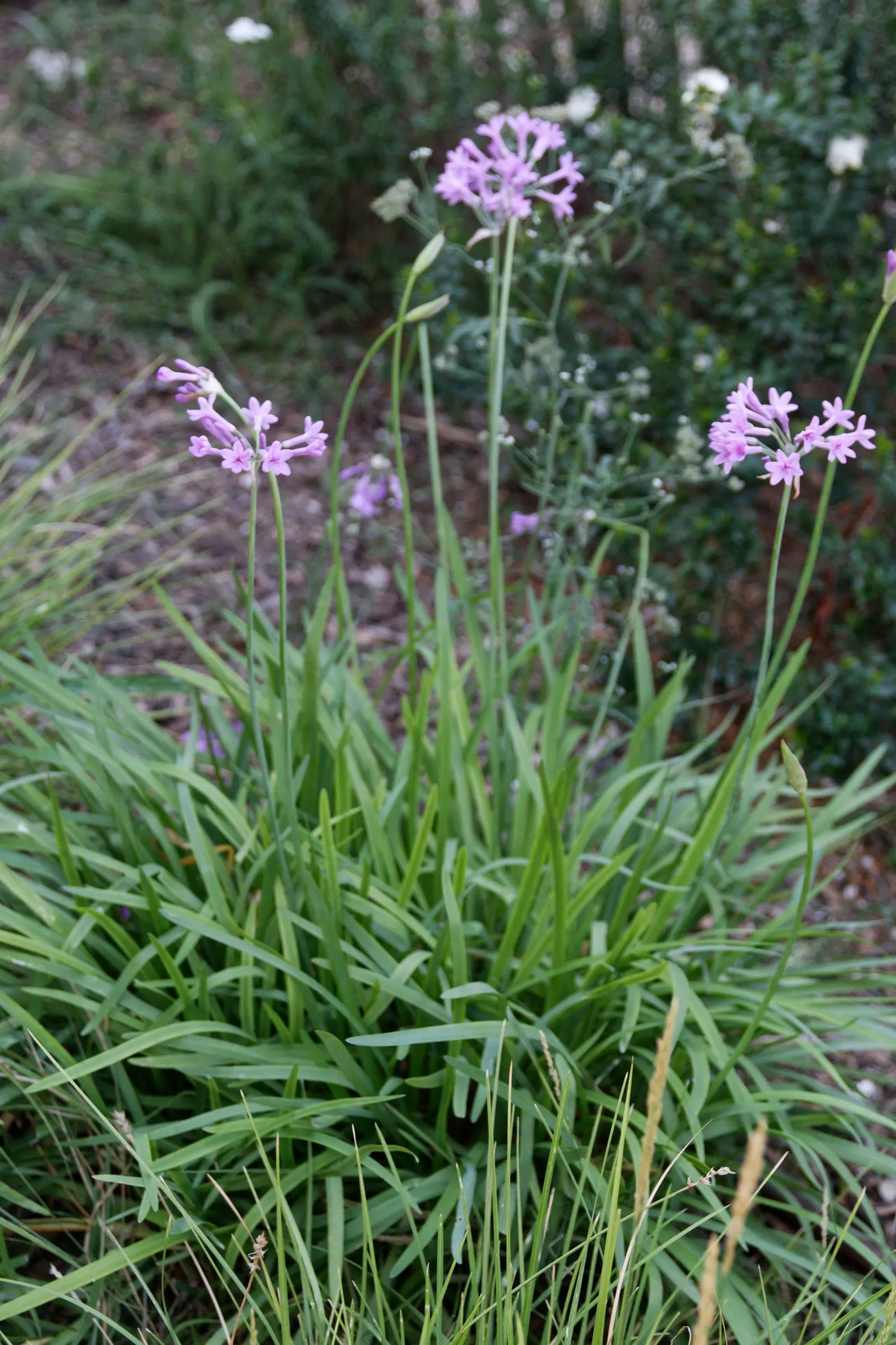 Society Garlic (Tulbaghia Violacea) — often reaching 18 to 24 inches in height and spreading up to 12 inches wide
