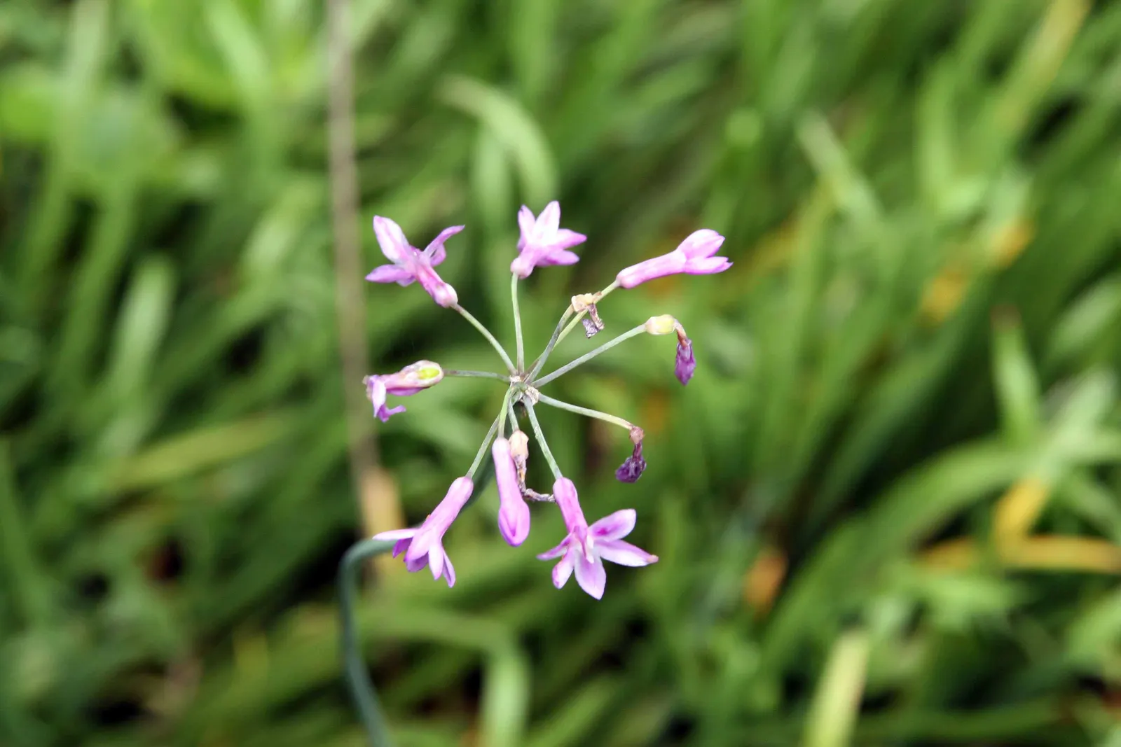 Society Garlic (Tulbaghia Violacea) — perennial for full or half or shade; ensuring it as a steadfast choice for an array of design aesthetics, image 88