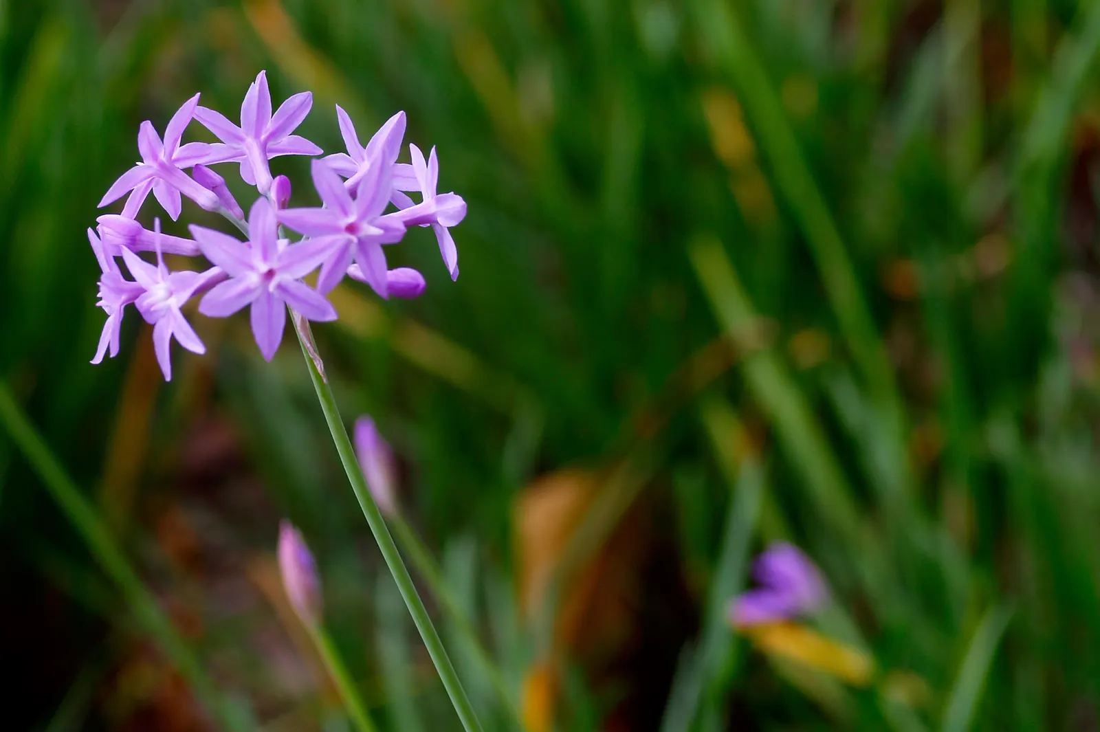 Society Garlic (Tulbaghia Violacea) — Thrives in full sun to part shade and prefers well-drained soil; tubular flowers atop slender stems