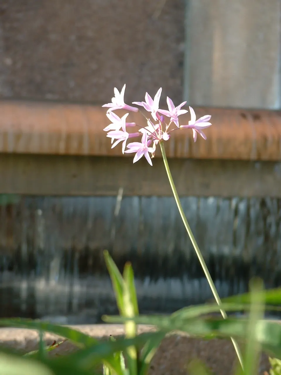 Society Garlic (Tulbaghia Violacea) — making it a sustainable choice for water-wise gardens; becomes remarkably drought-tolerant, image 59