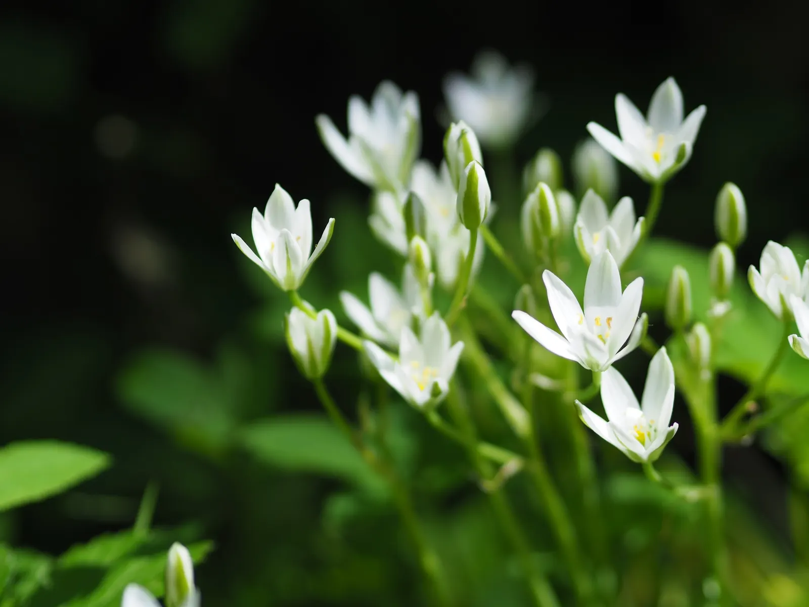 Society Garlic (Tulbaghia Violacea) — ensuring it as a steadfast choice for an array of design aesthetics; lavender flowers in the garden