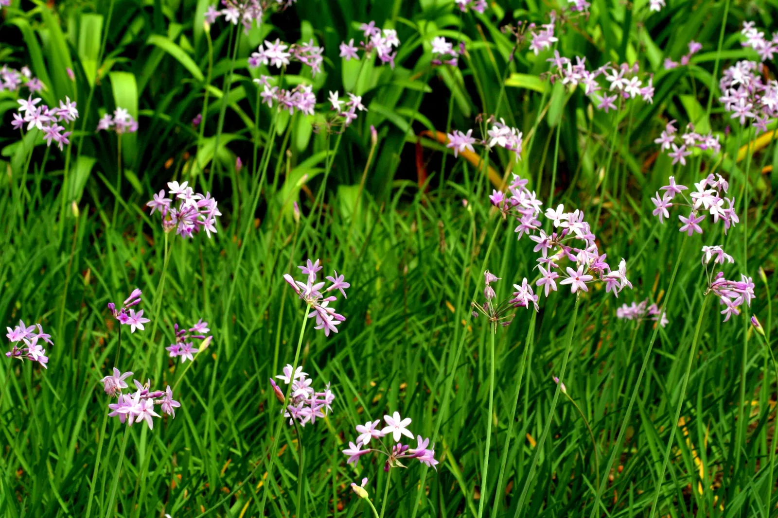 Society Garlic (Tulbaghia Violacea) — perennial with lavender blooms; star-shaped lavender-pink flowers atop slender