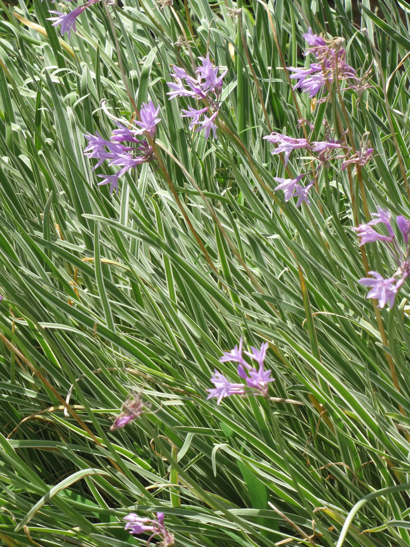 Society Garlic (Tulbaghia Violacea) — or accent in herb gardens due to its edible qualities; perennial with lavender blooms, image 82