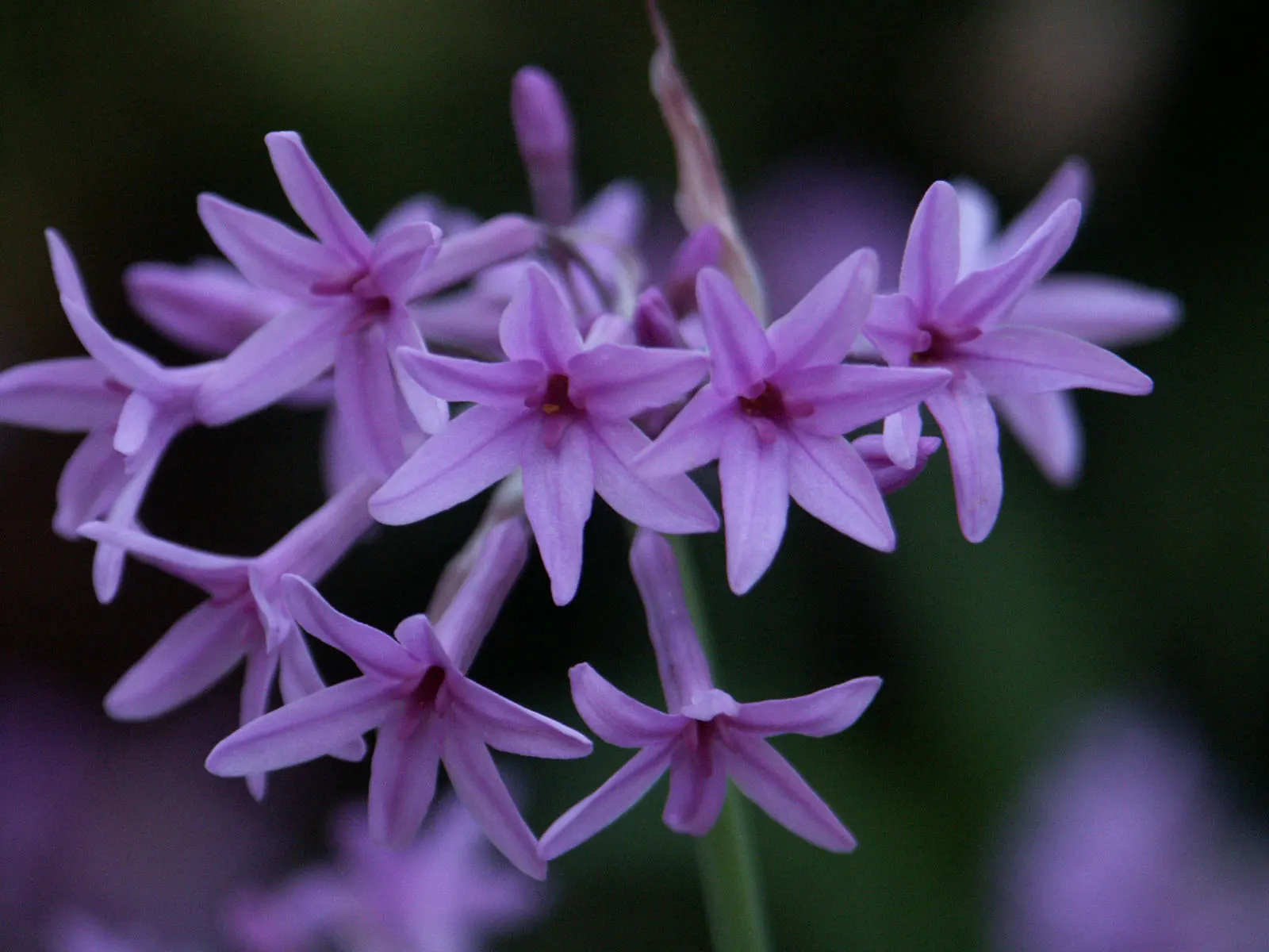 Society Garlic (Tulbaghia Violacea) — This plant possesses a tufted
