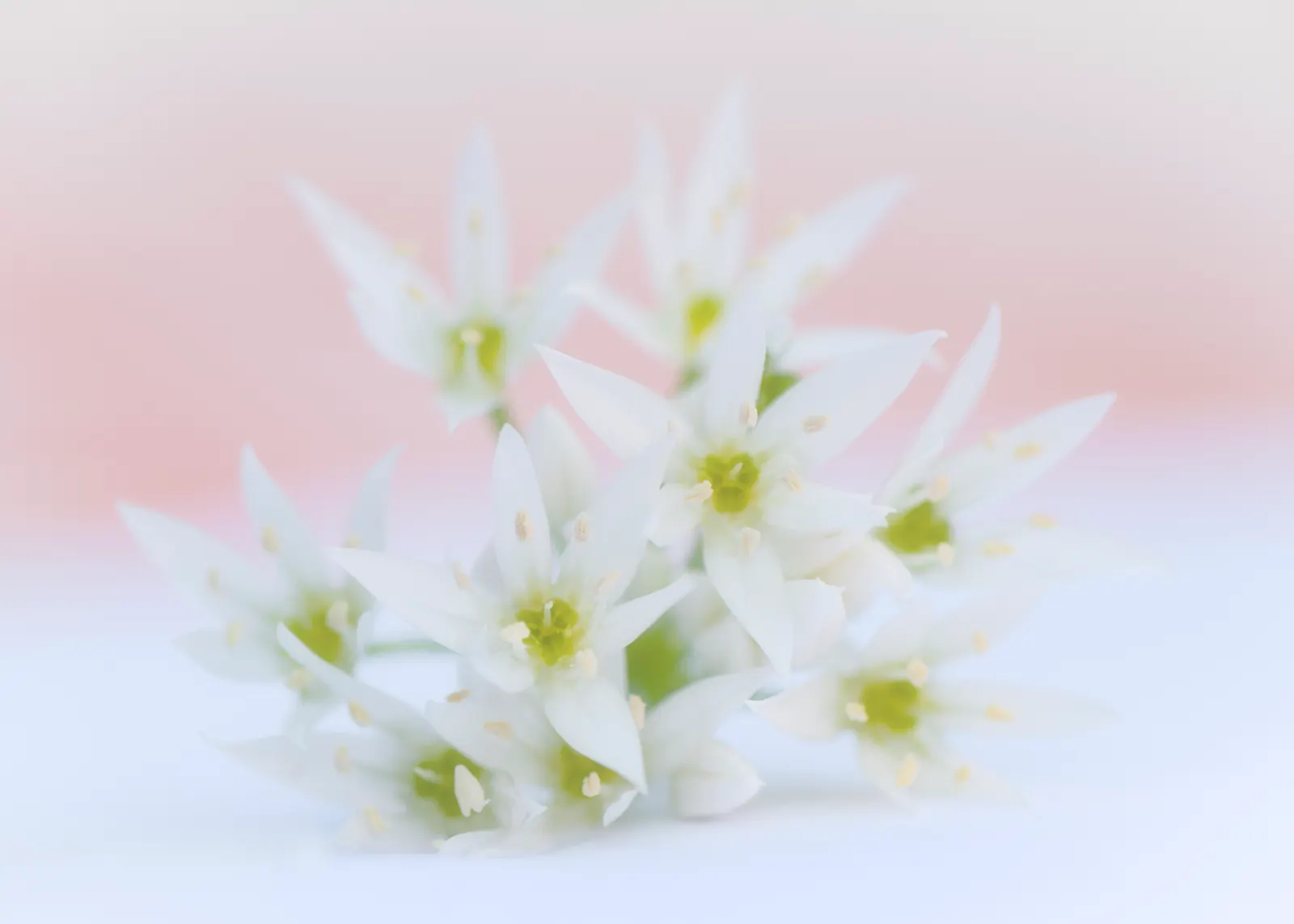 Society Garlic (Tulbaghia Violacea) — perennial with lavender blooms; star-shaped lavender-pink flowers atop slender, image 65