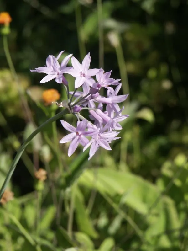 Society Garlic (Tulbaghia Violacea) — tubular flowers atop slender stems; highlight Society Garlic's low maintenance