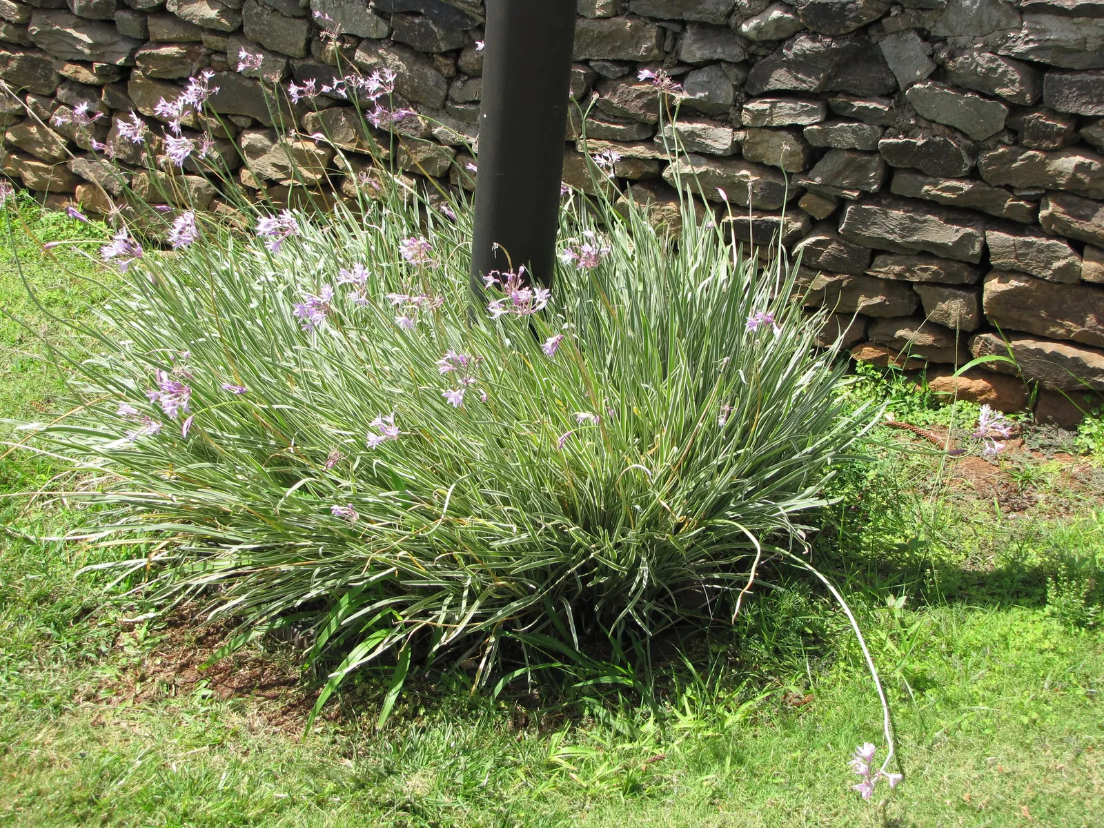 Society Garlic (Tulbaghia Violacea) — Throughout the summer and into early fall; this plant possesses a tufted, image 77