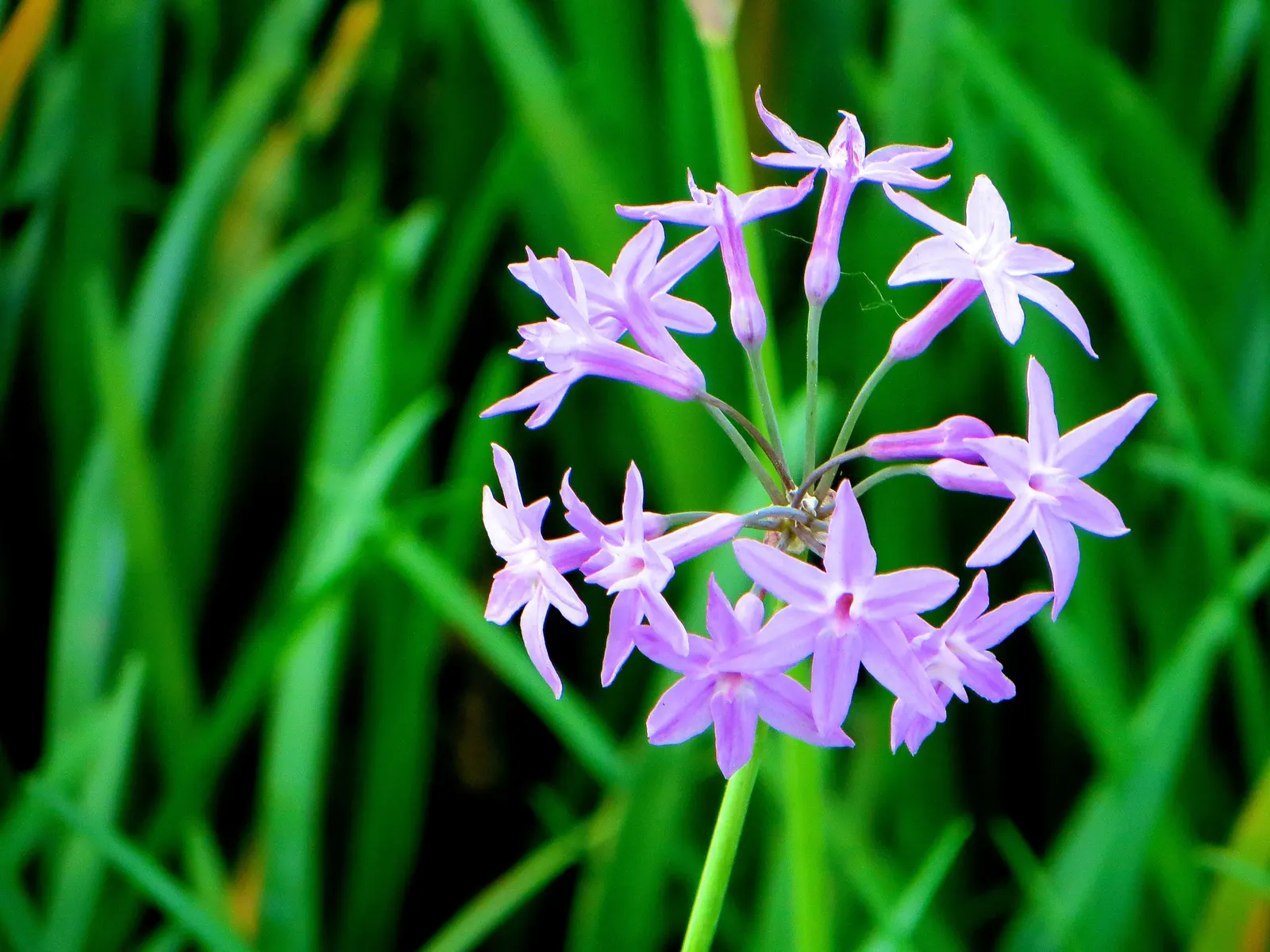 Society Garlic (Tulbaghia Violacea) — strap-like foliage and clusters of violet; throughout the summer and into early fall, image 46