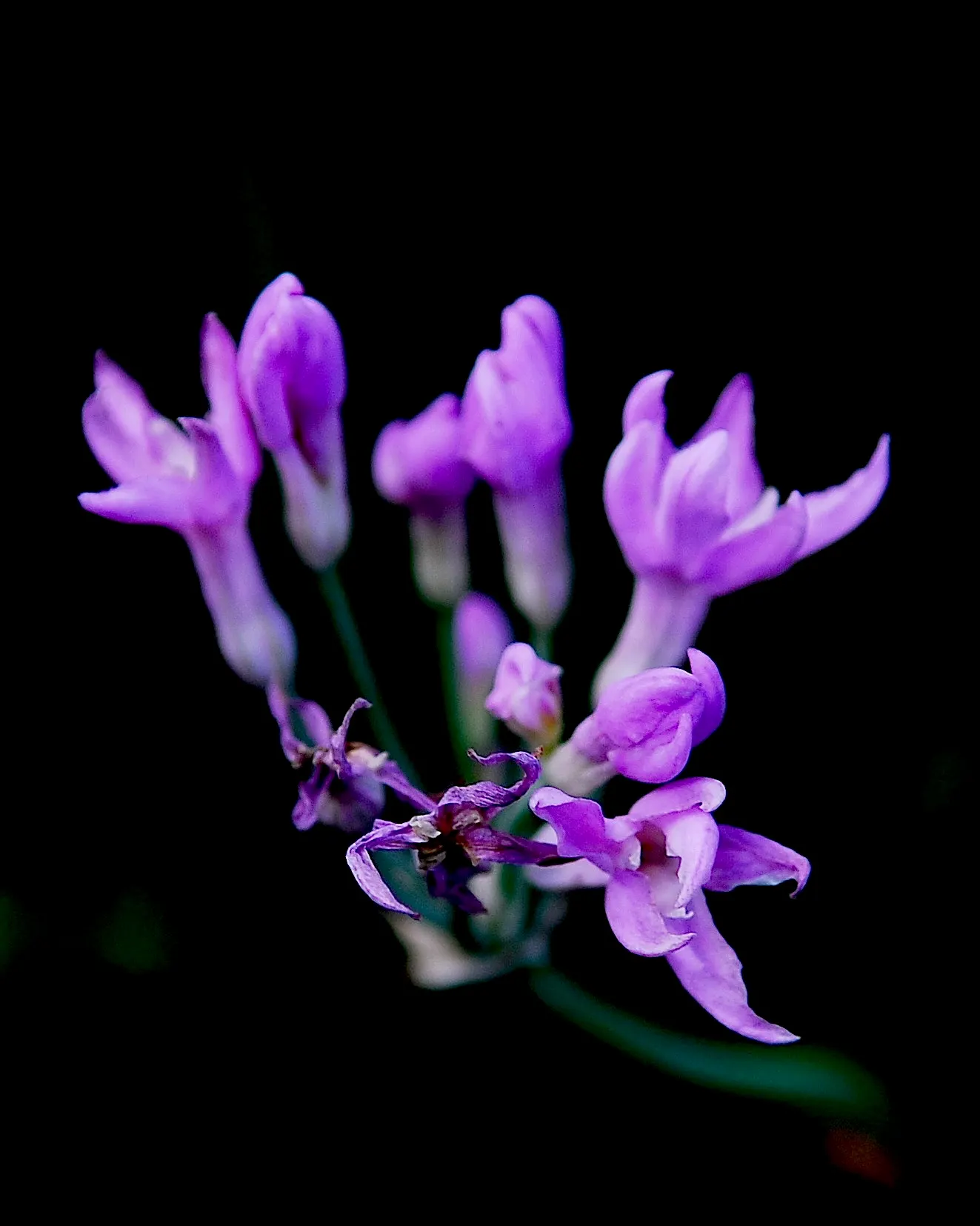 Society Garlic (Tulbaghia Violacea) — Its compact size makes it perfect for container planting as well; blooms persist from summer to fall, image 83