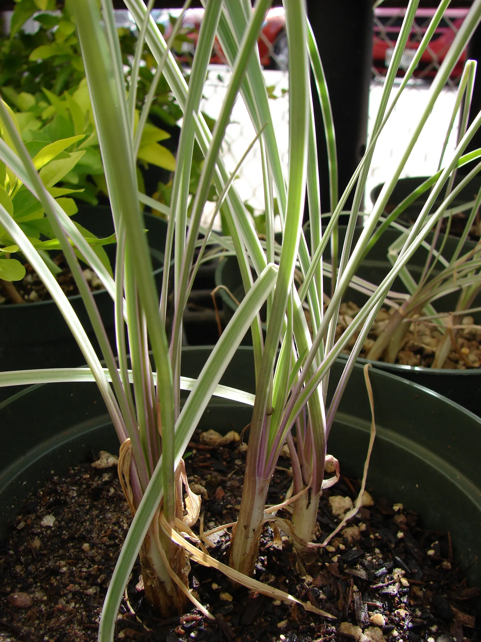 Society Garlic (Tulbaghia Violacea) — This plant possesses a tufted; often reaching 18 to 24 inches in height and spreading up to 12 inches wide, image 52