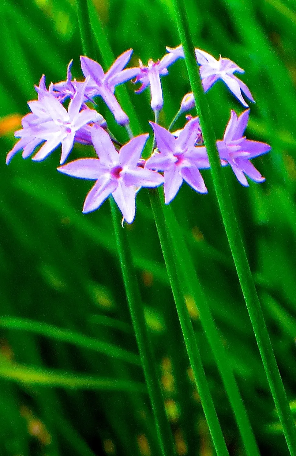 Society Garlic (Tulbaghia Violacea) — making it a sustainable choice for water-wise gardens; becomes remarkably drought-tolerant, image 81