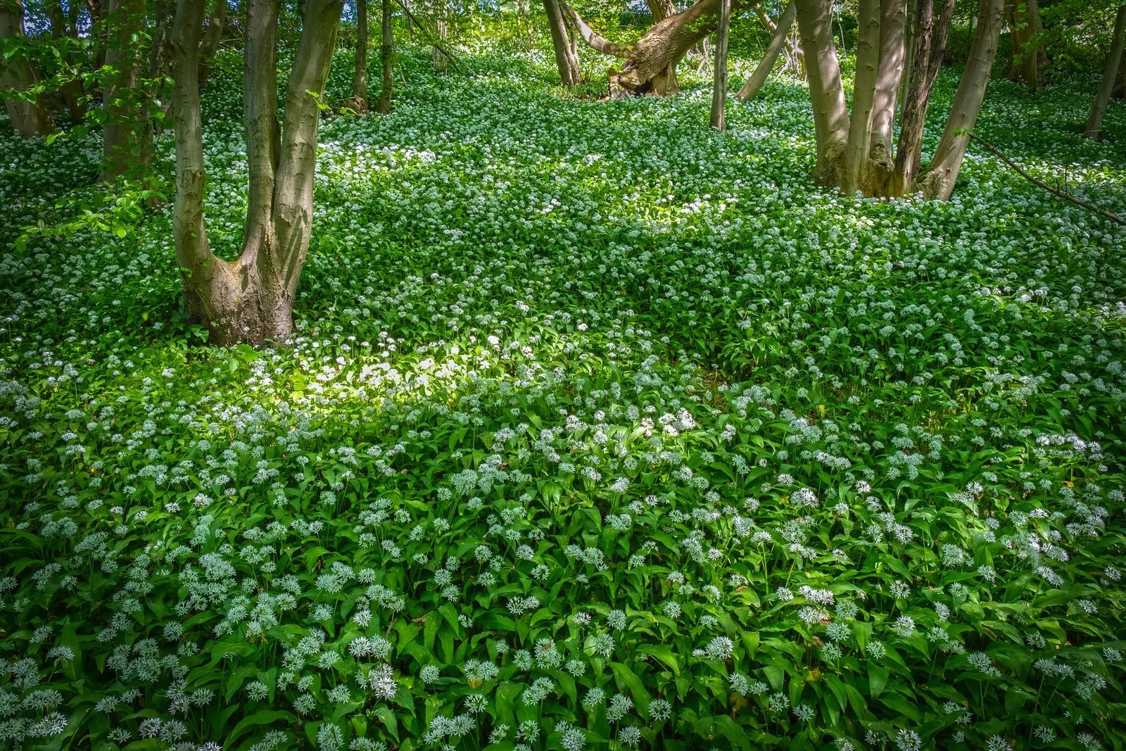 Society Garlic (Tulbaghia Violacea) — highlight Society Garlic's low maintenance; sturdy stems that rise above the foliage, image 62