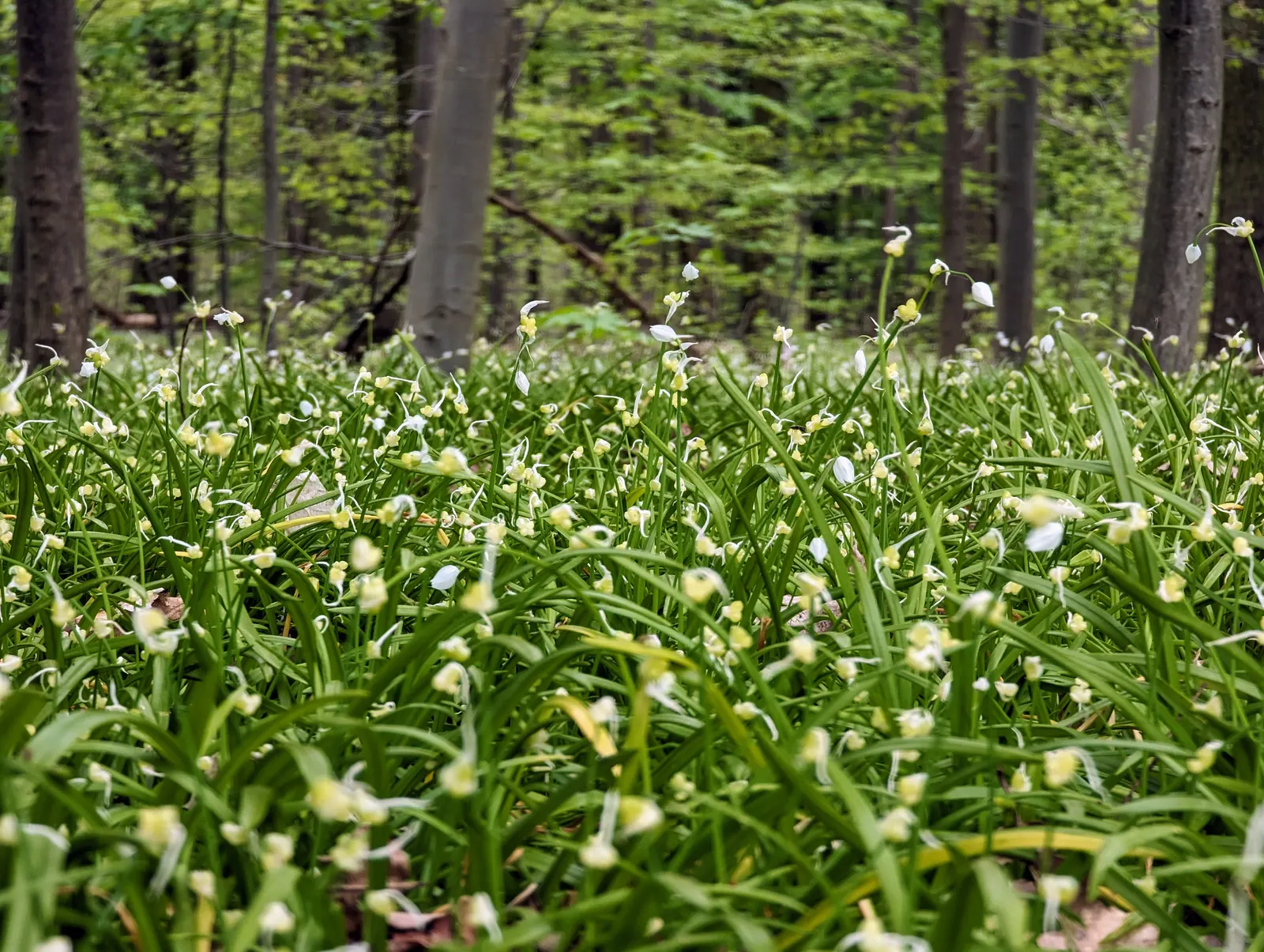 Society Garlic (Tulbaghia Violacea) — ensuring it as a steadfast choice for an array of design aesthetics