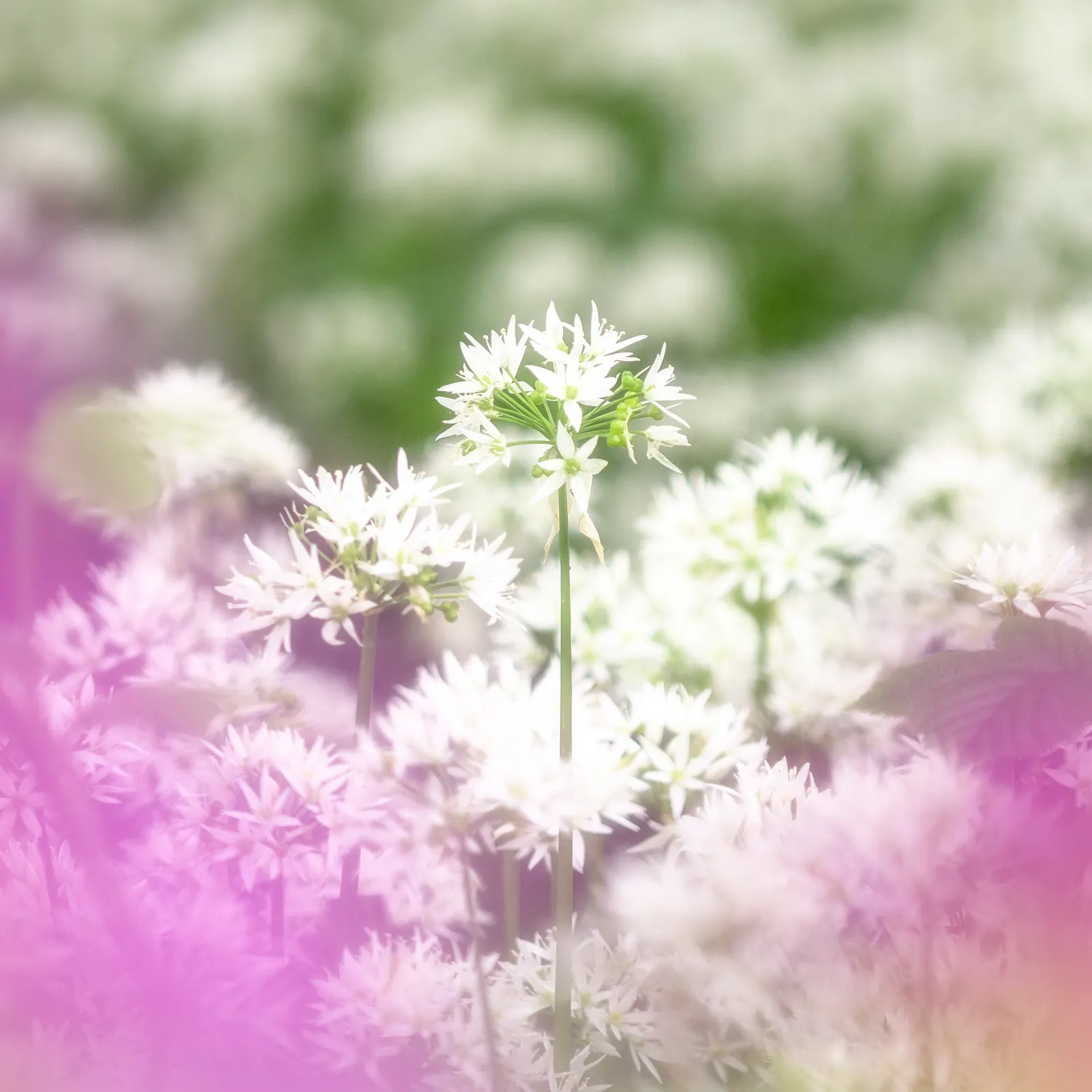 Society Garlic (Tulbaghia Violacea) — Thrives in full sun to part shade and prefers well-drained soil; tubular flowers atop slender stems, image 70