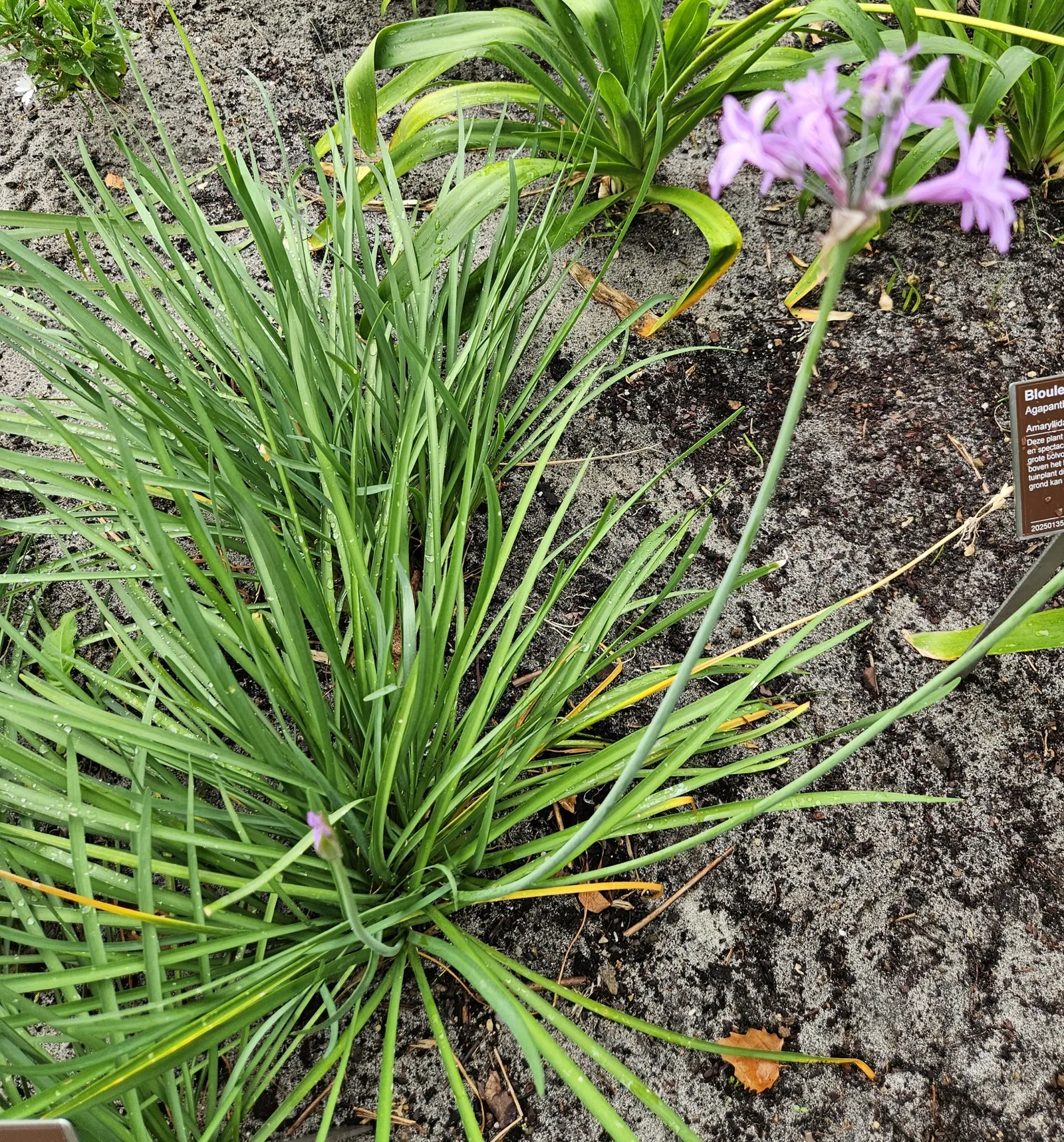 Society Garlic (Tulbaghia Violacea) — perennial with lavender blooms