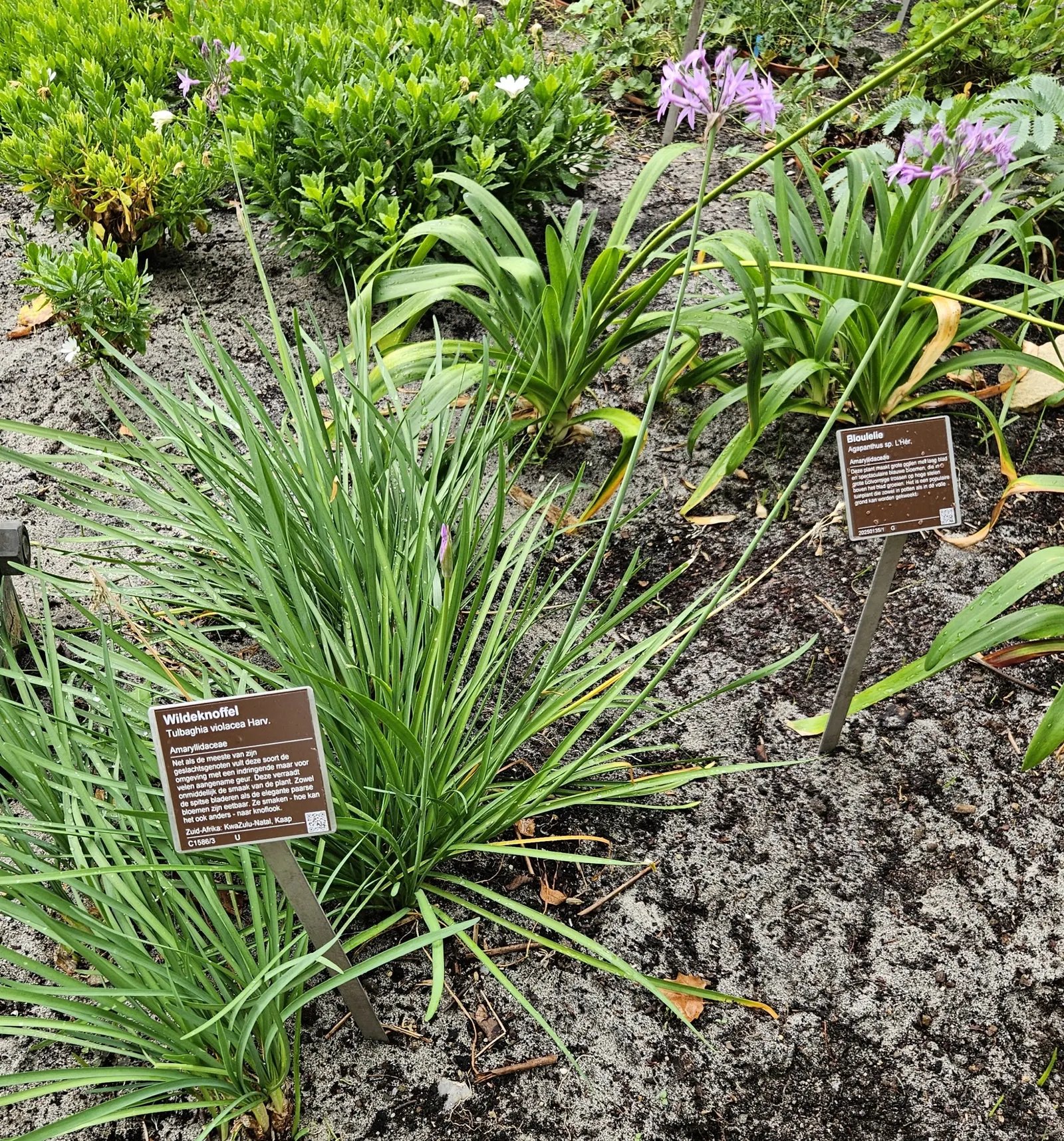 Society Garlic (Tulbaghia Violacea) — Throughout the summer and into early fall; this plant possesses a tufted