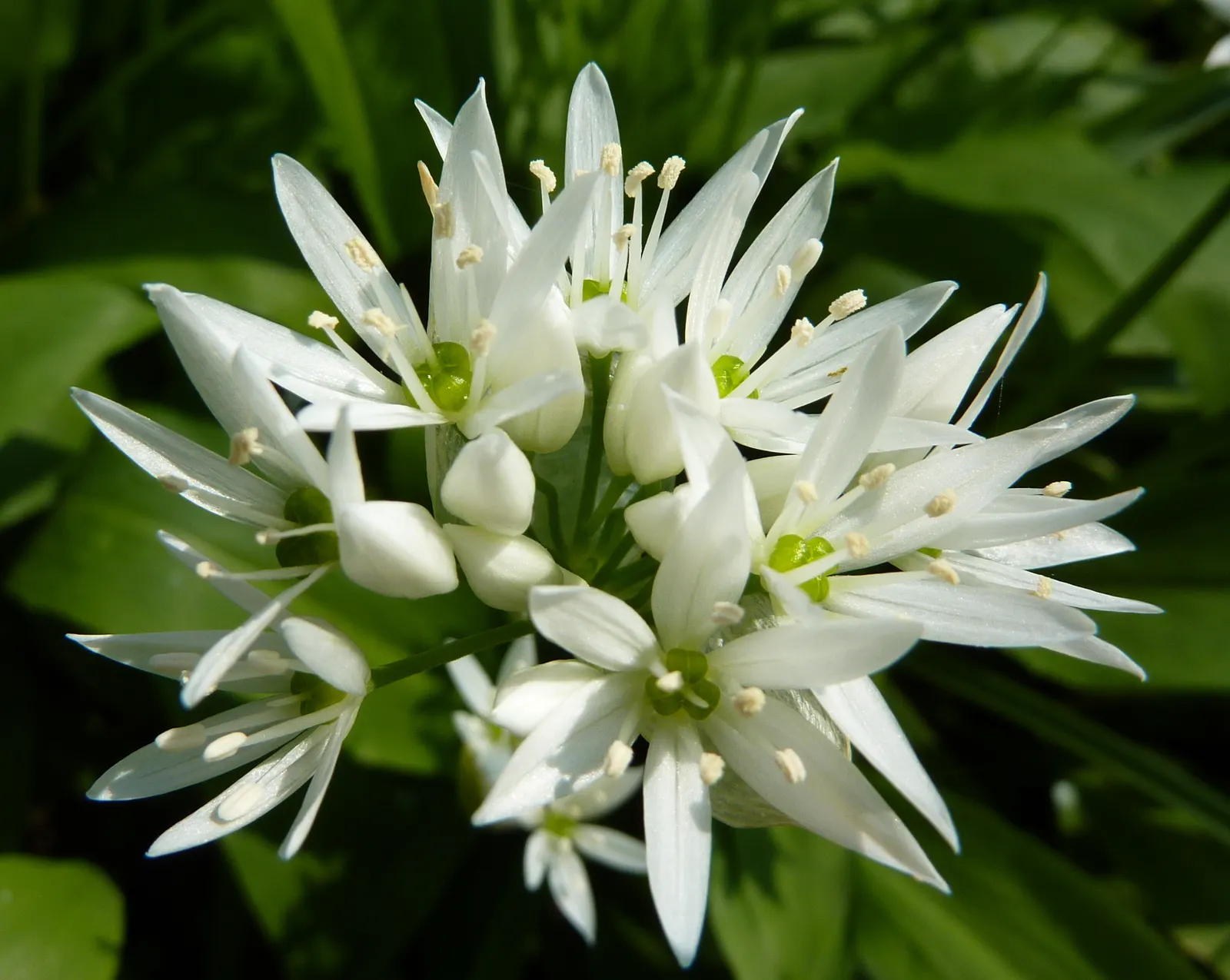 Society Garlic (Tulbaghia Violacea) — This plant possesses a tufted; often reaching 18 to 24 inches in height and spreading up to 12 inches wide