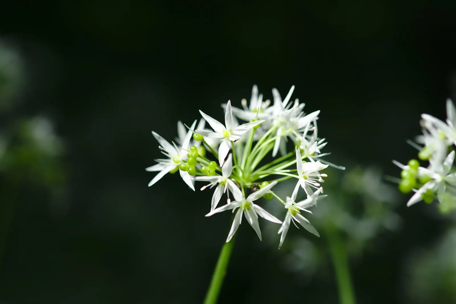 Society Garlic (Tulbaghia Violacea) — It's drought-tolerant once established, making it ideal for low-water gardens; its slender, linear leaves are, image 49