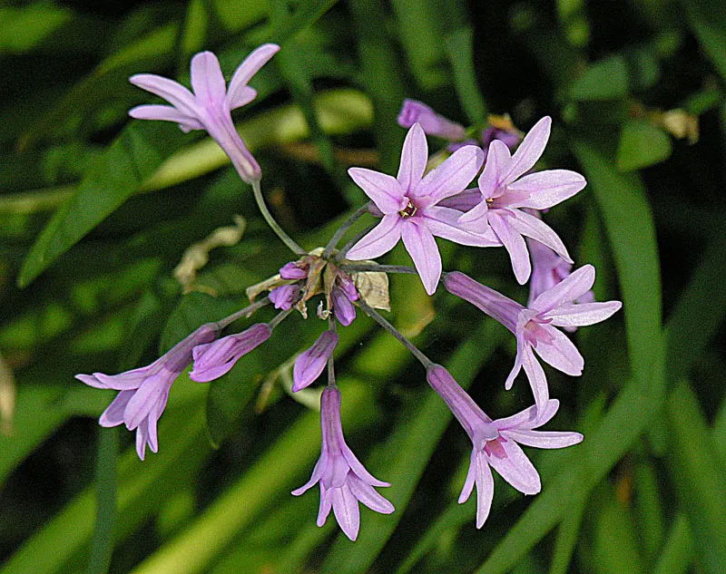 Society Garlic (Tulbaghia Violacea) — making it a sustainable choice for water-wise gardens; becomes remarkably drought-tolerant