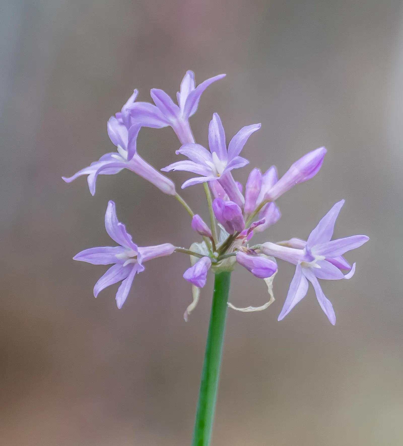 Society Garlic (Tulbaghia Violacea) — Its compact size makes it perfect for container planting as well; blooms persist from summer to fall, image 61