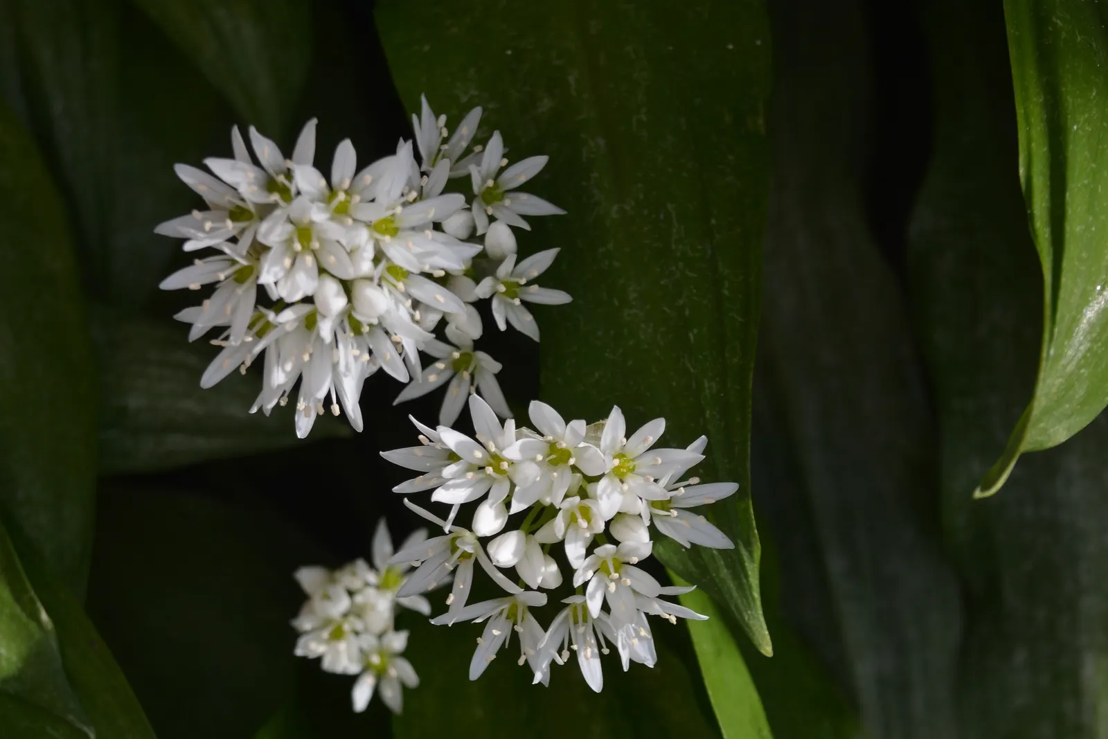 Society Garlic (Tulbaghia Violacea) — tubular flowers atop slender stems