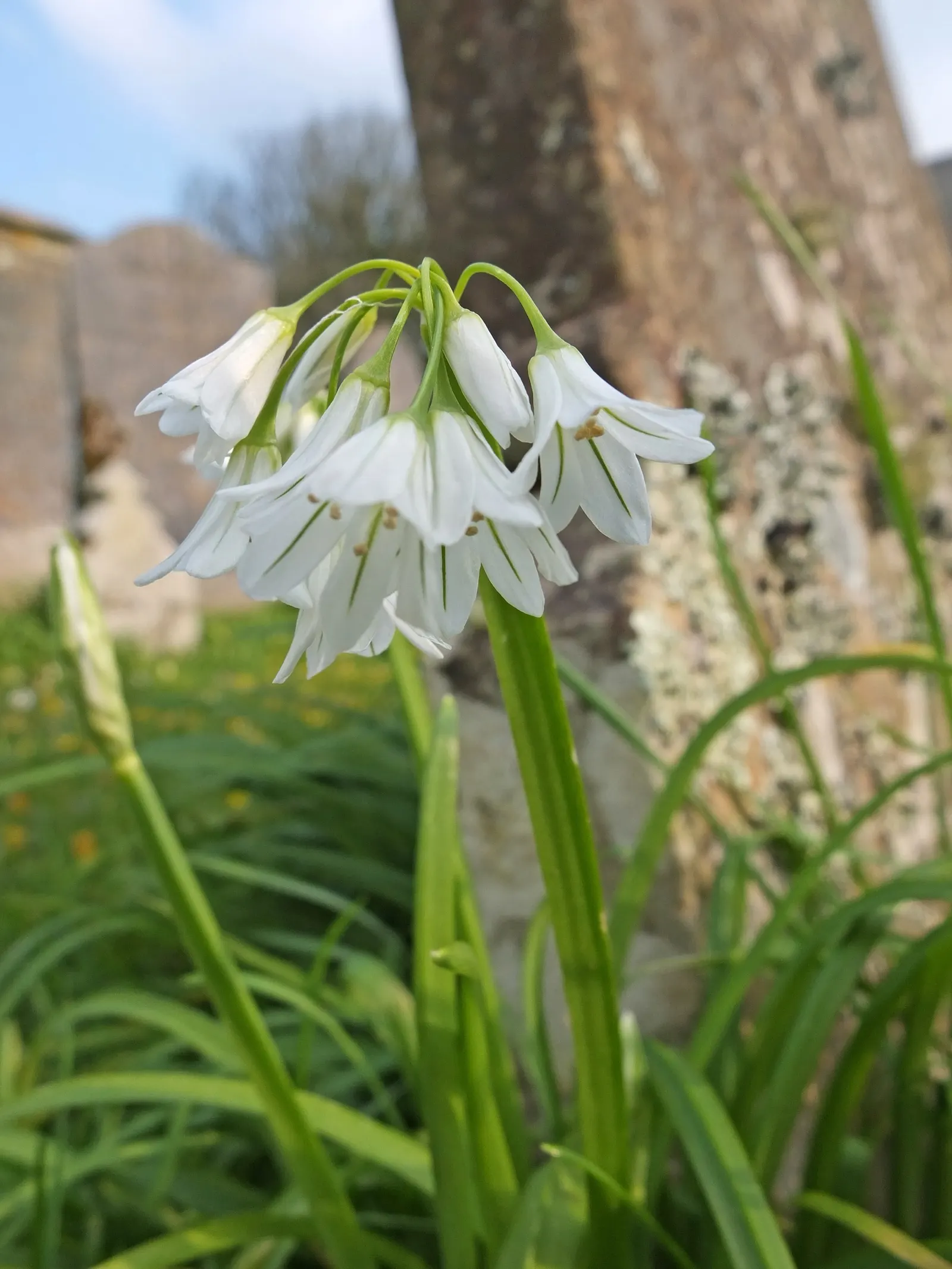 Society Garlic (Tulbaghia Violacea) — lavender flowers in the garden; it's drought-tolerant once established, making it ideal for low-water gardens